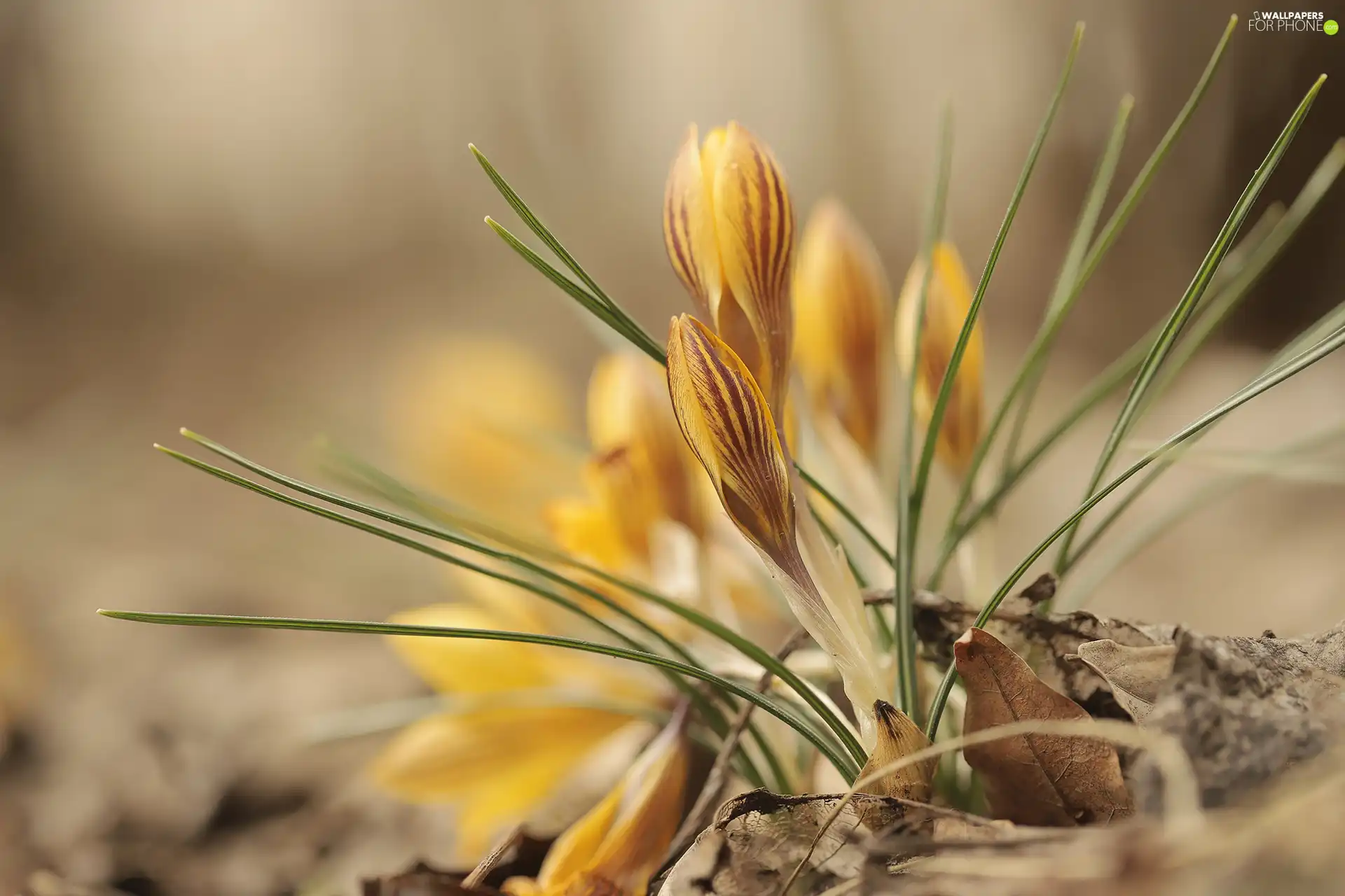 Buds, Yellow, crocuses