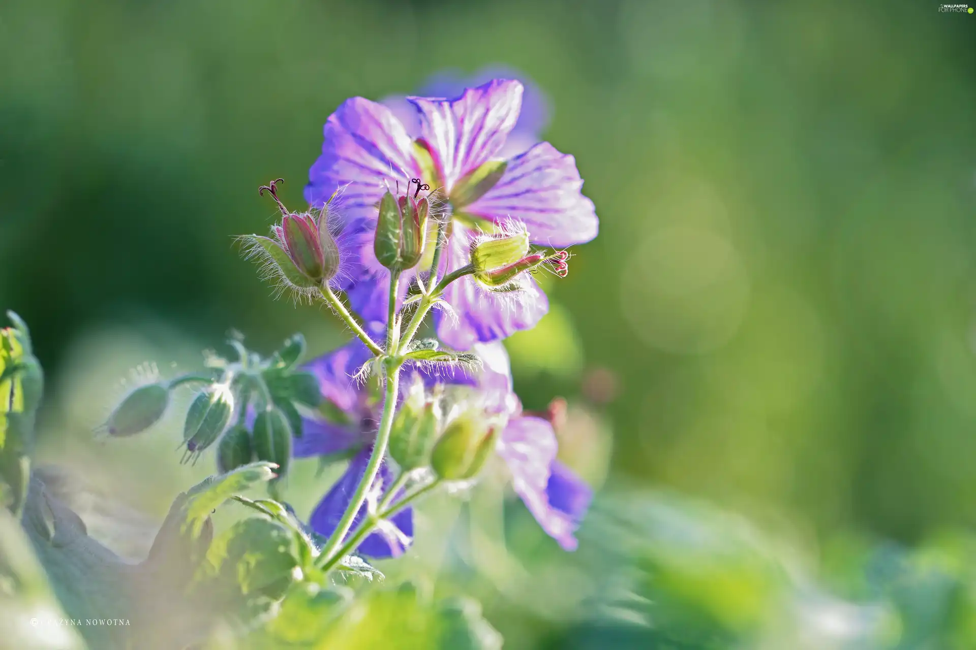 Colourfull Flowers, geranium, Buds