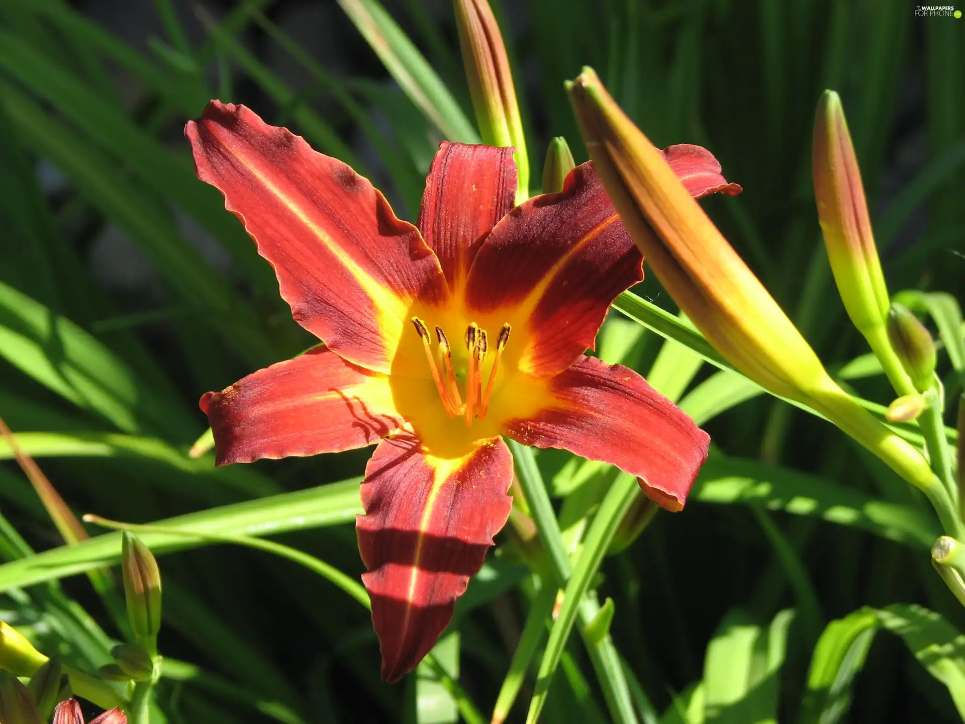 Colourfull Flowers, lily, Buds