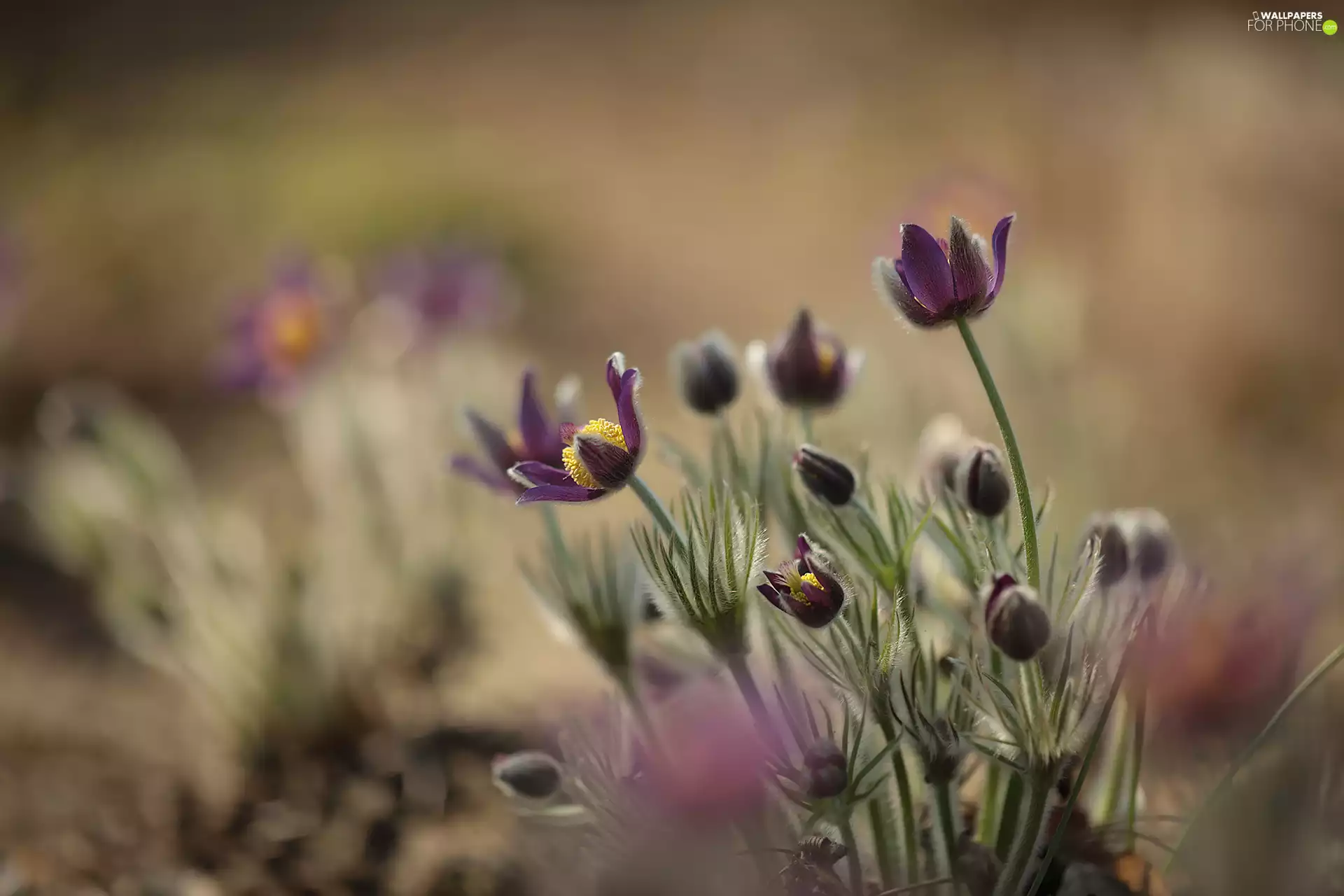 Buds, pasque, Flowers