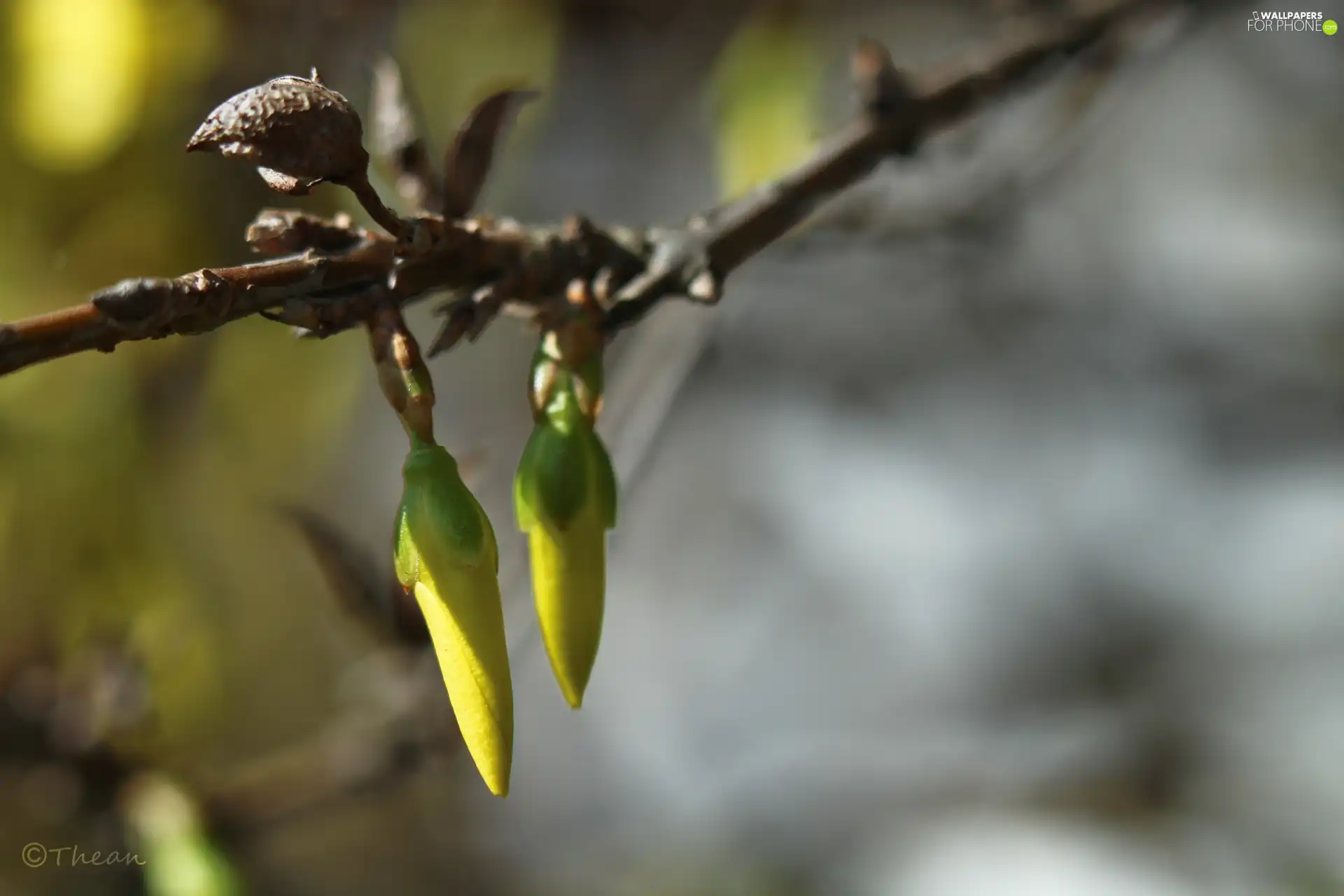 forsythia, Flowers, Buds, Yellow
