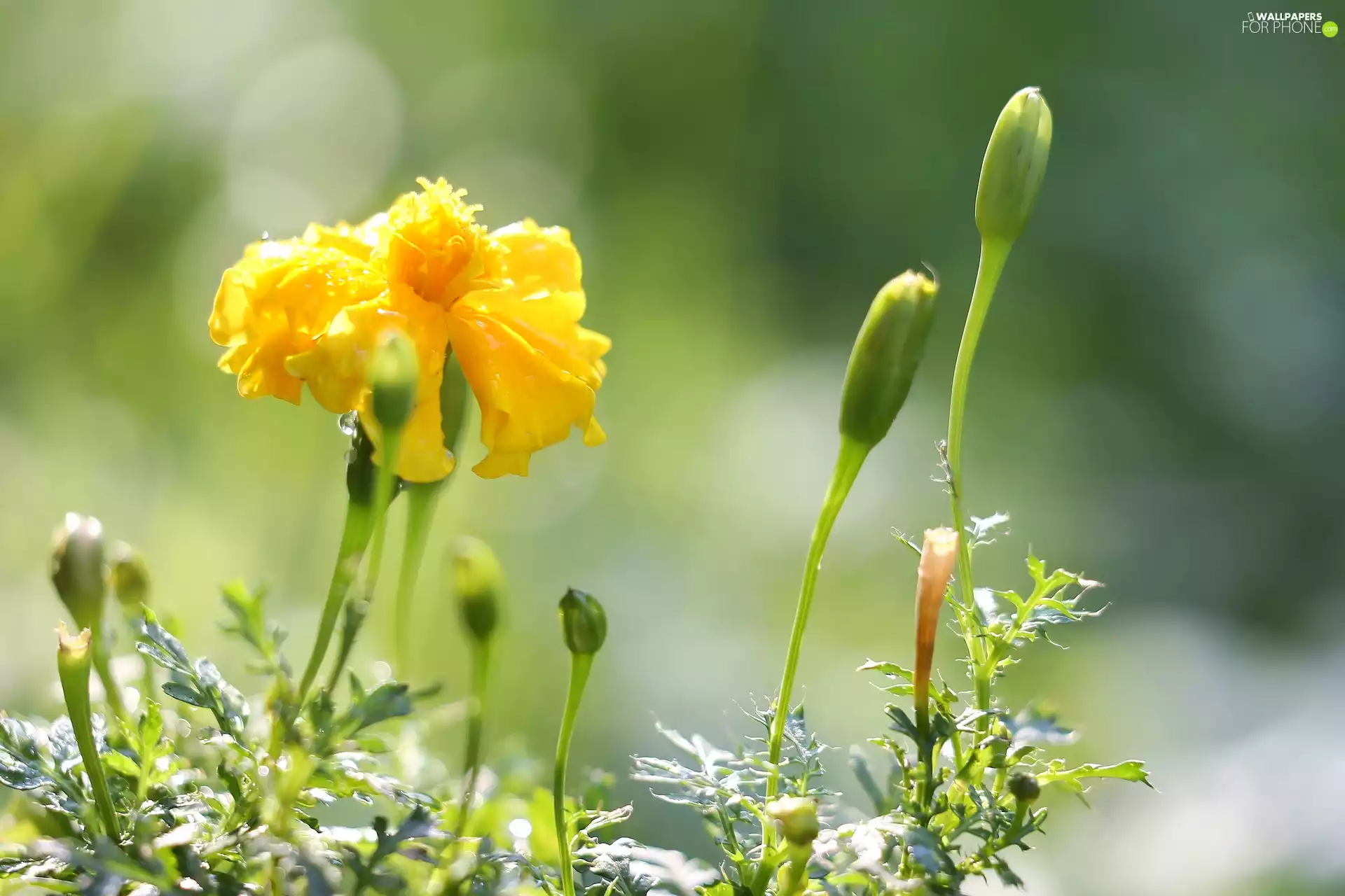 Colourfull Flowers, Tagetes, Buds, Yellow Honda