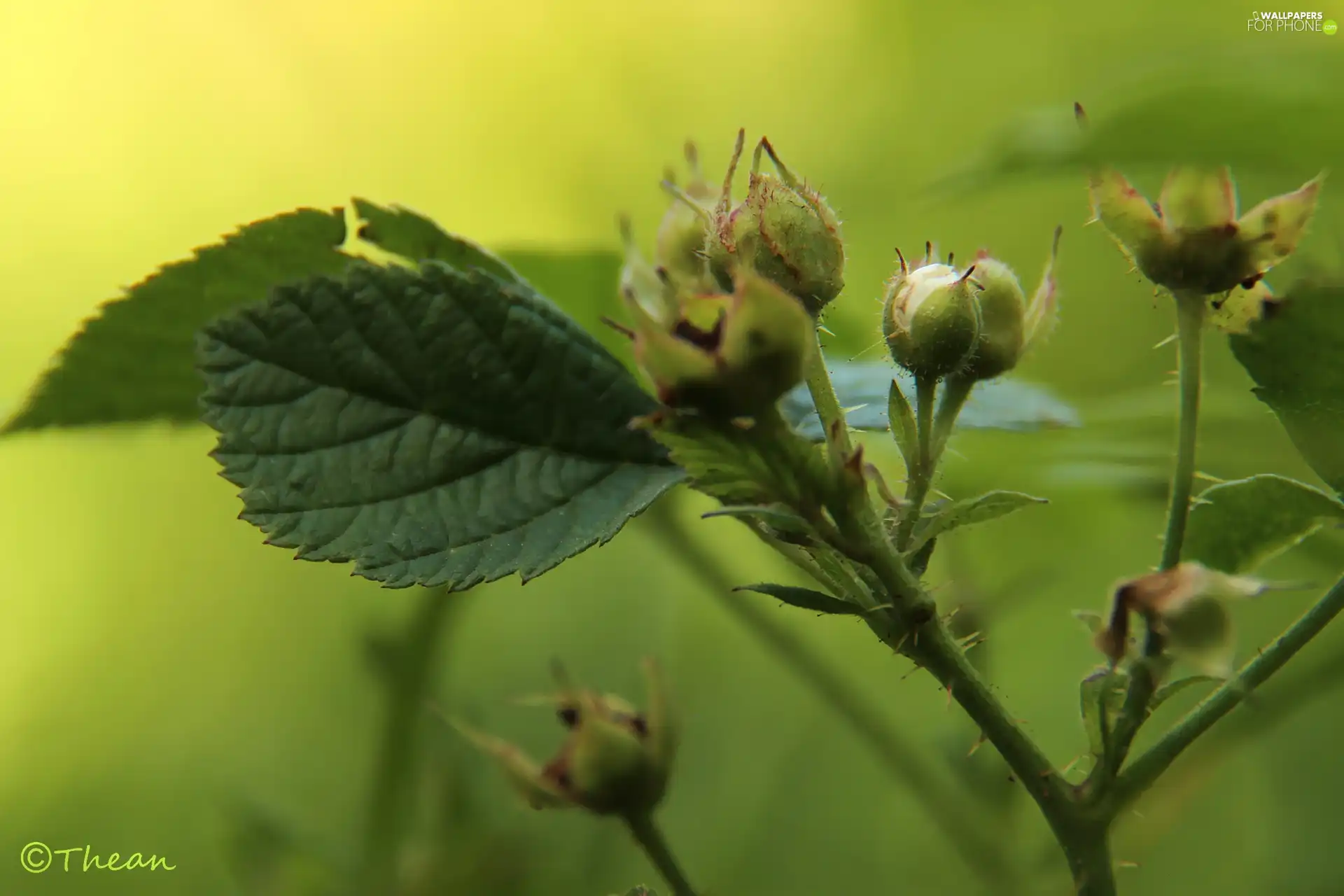 Buds, plant, Leaf