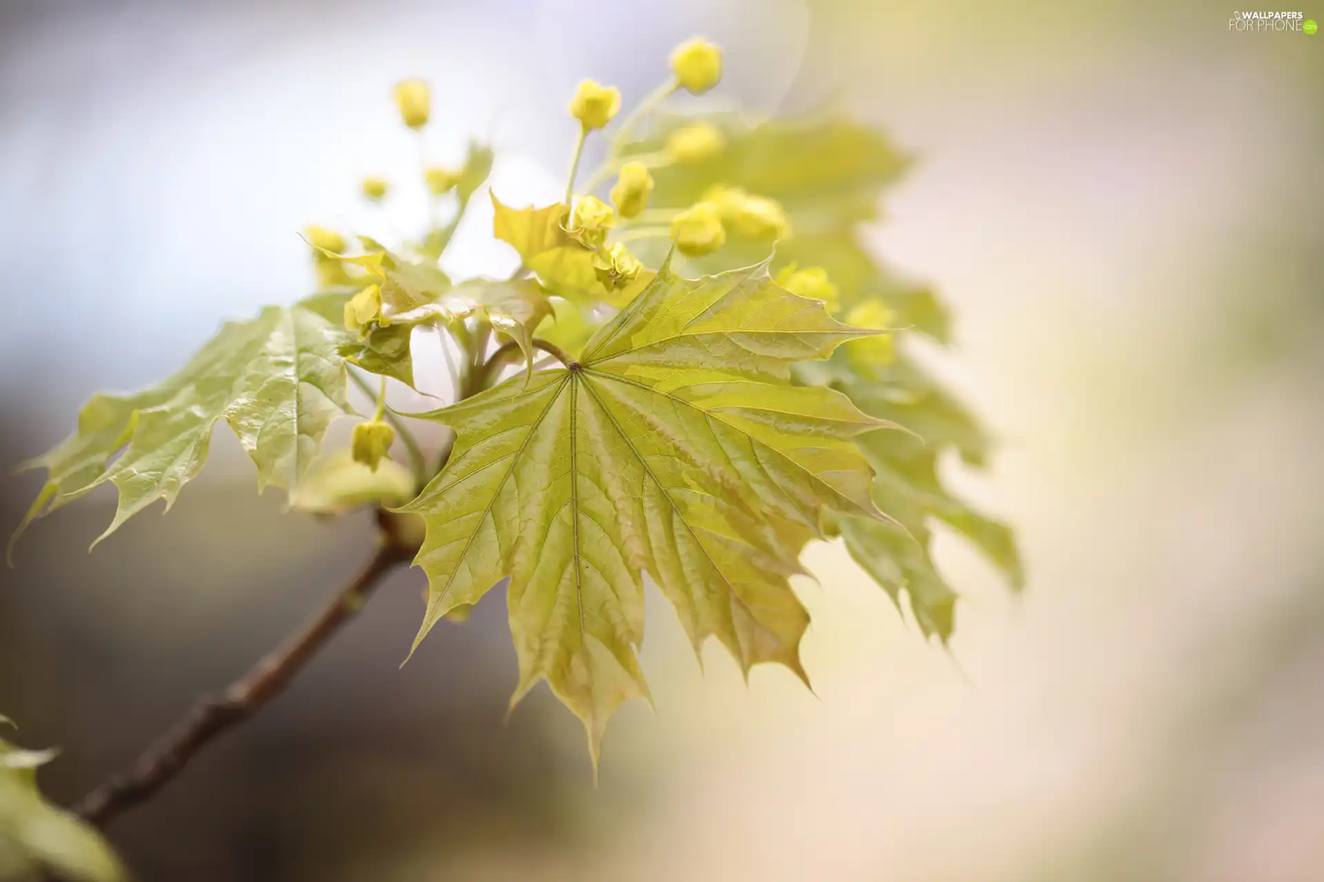 Buds, leaf, maple