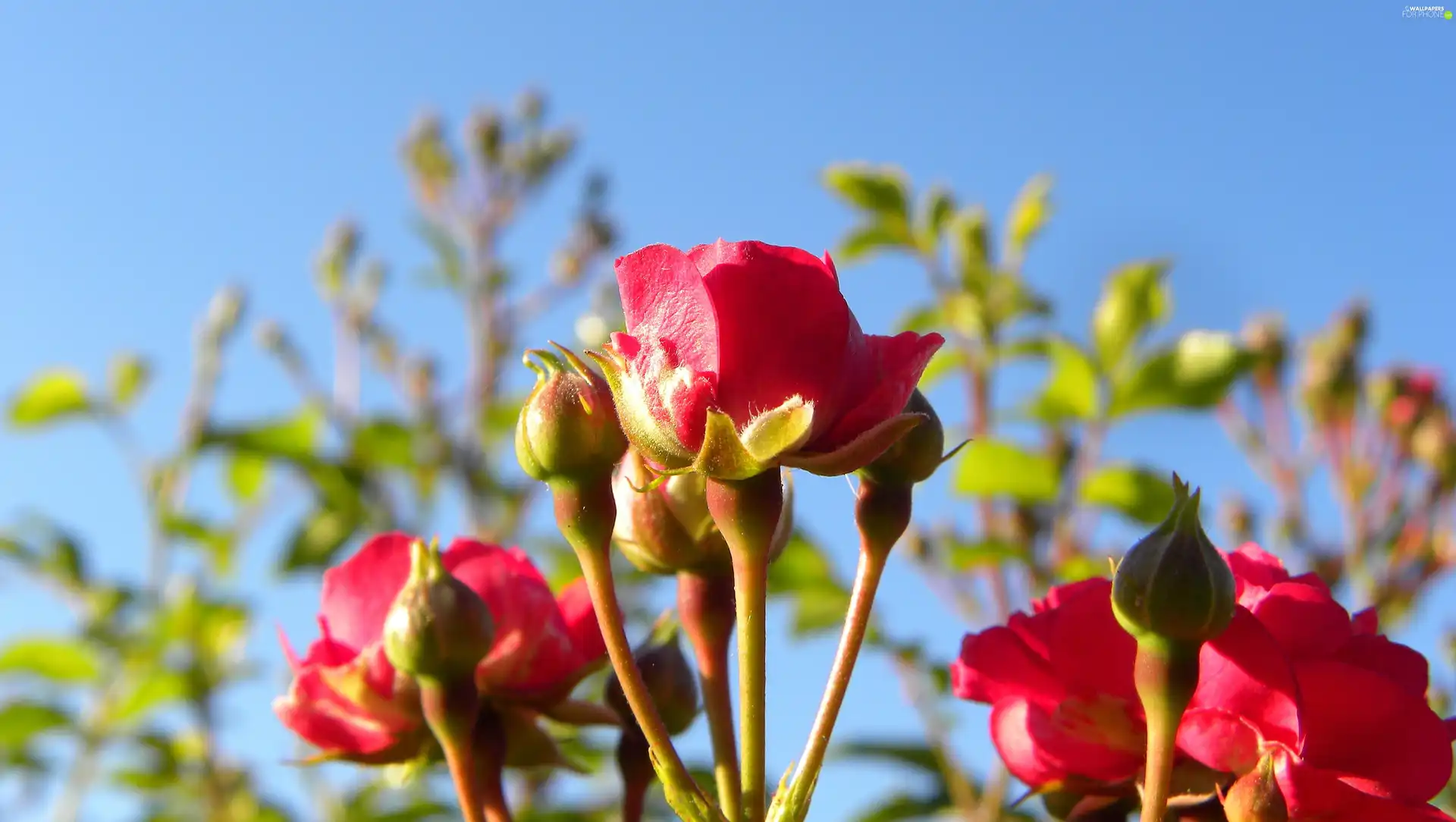 Beauty, rose, Buds, red hot