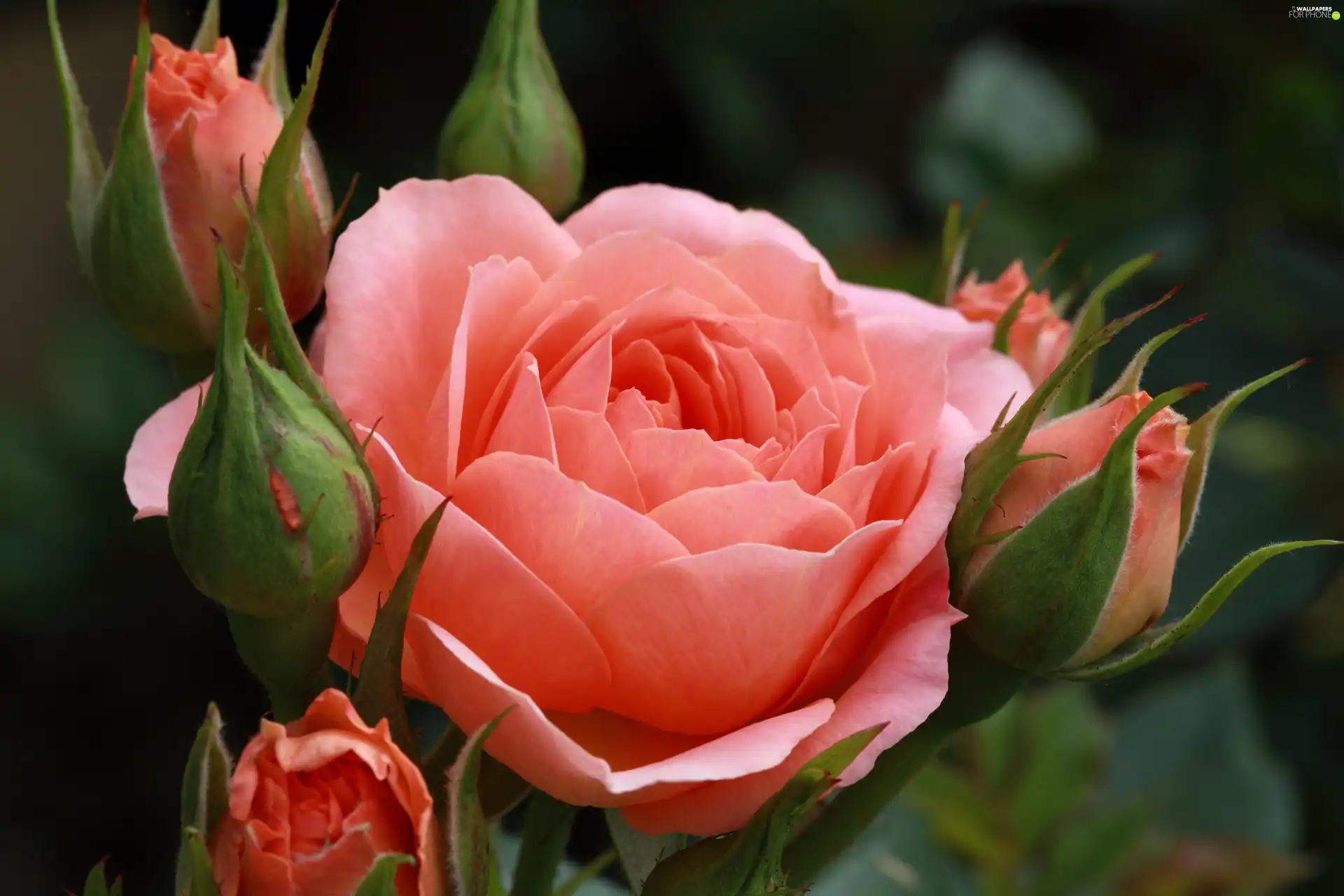 Buds, Pink, rose