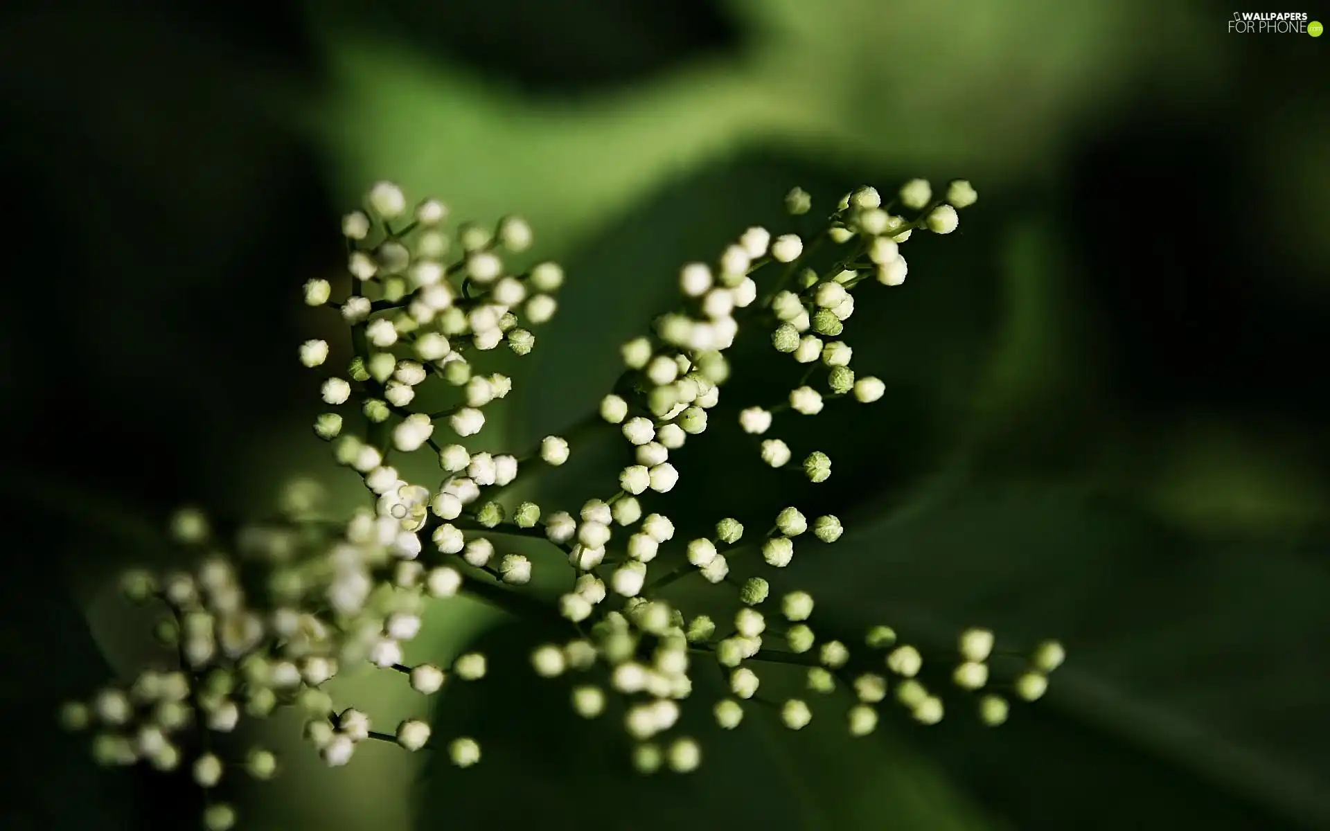without, Spring, Buds, White