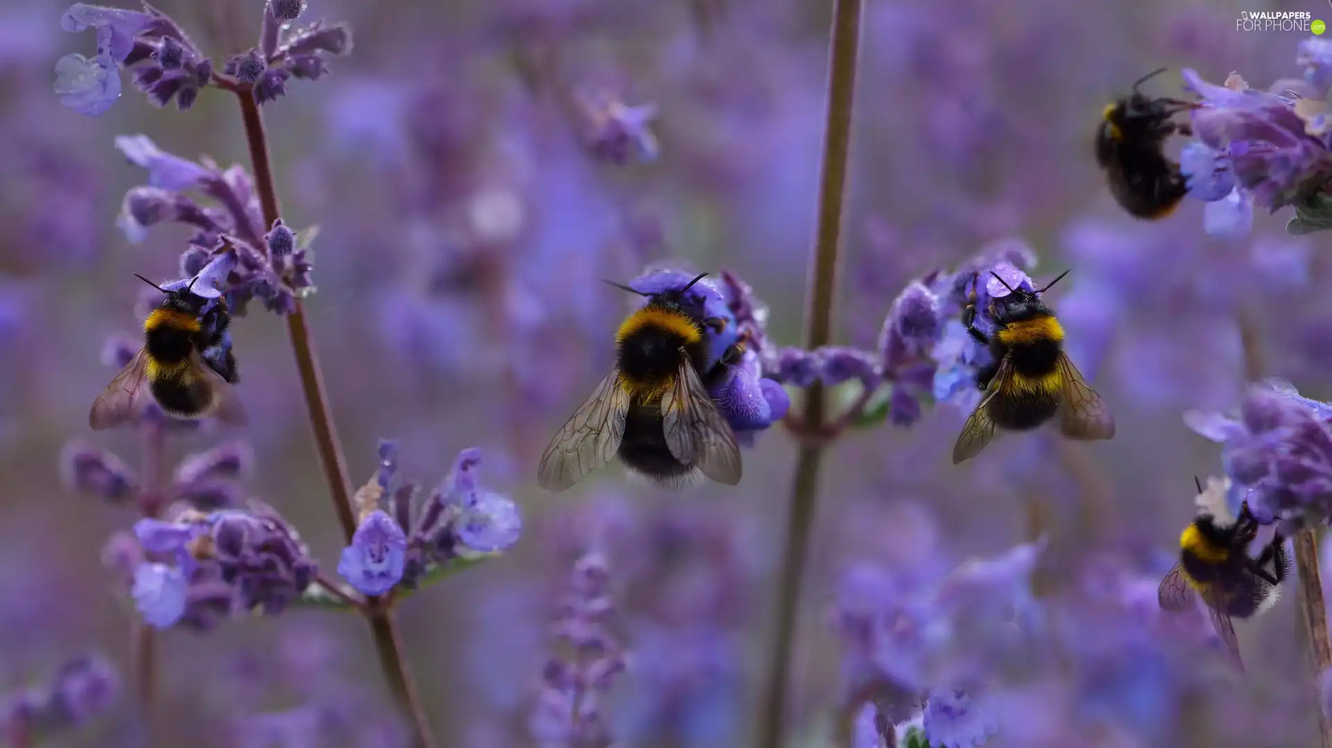 insects, purple, Flowers, Bumblebees