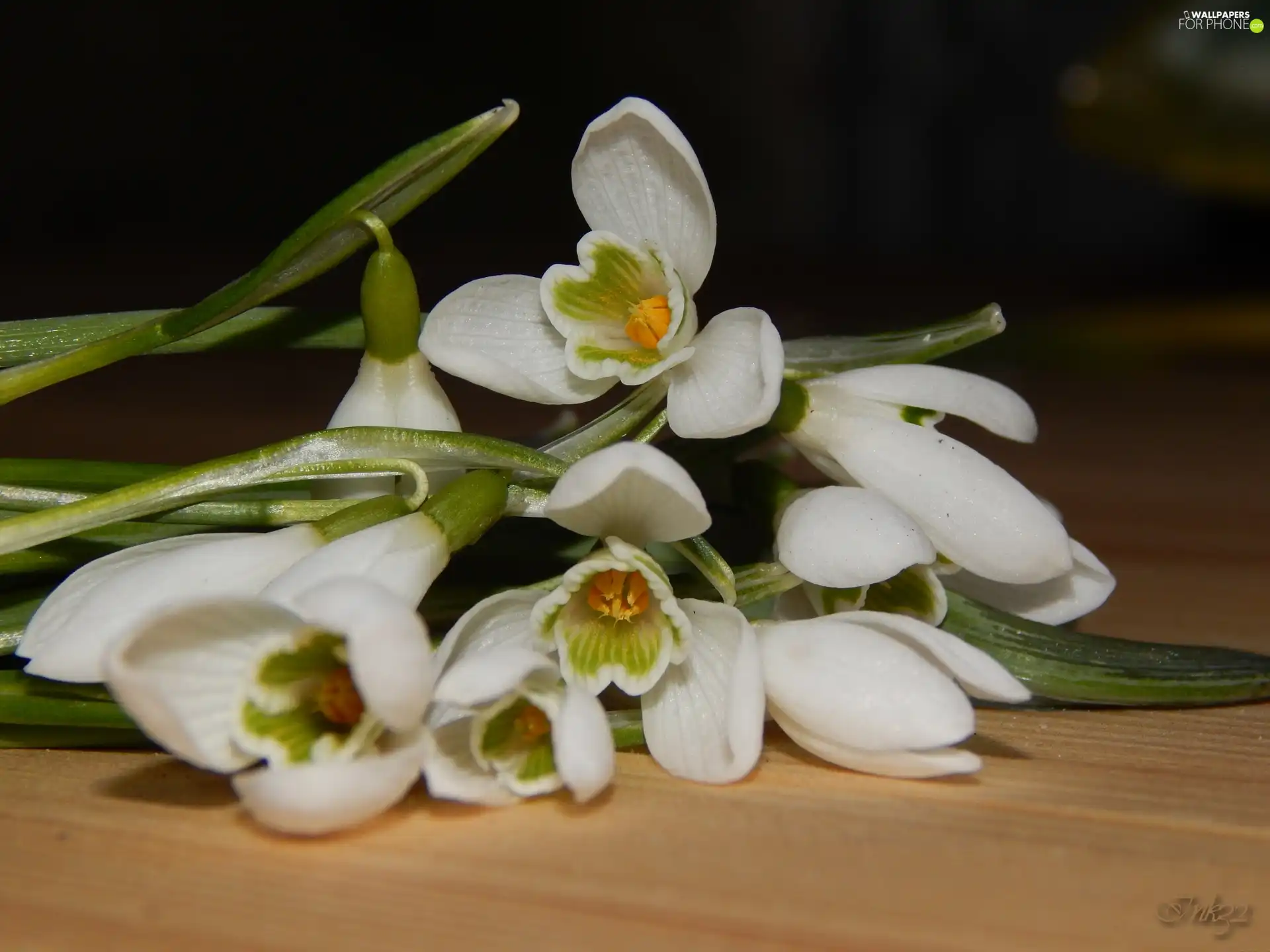 snowdrops, small bunch