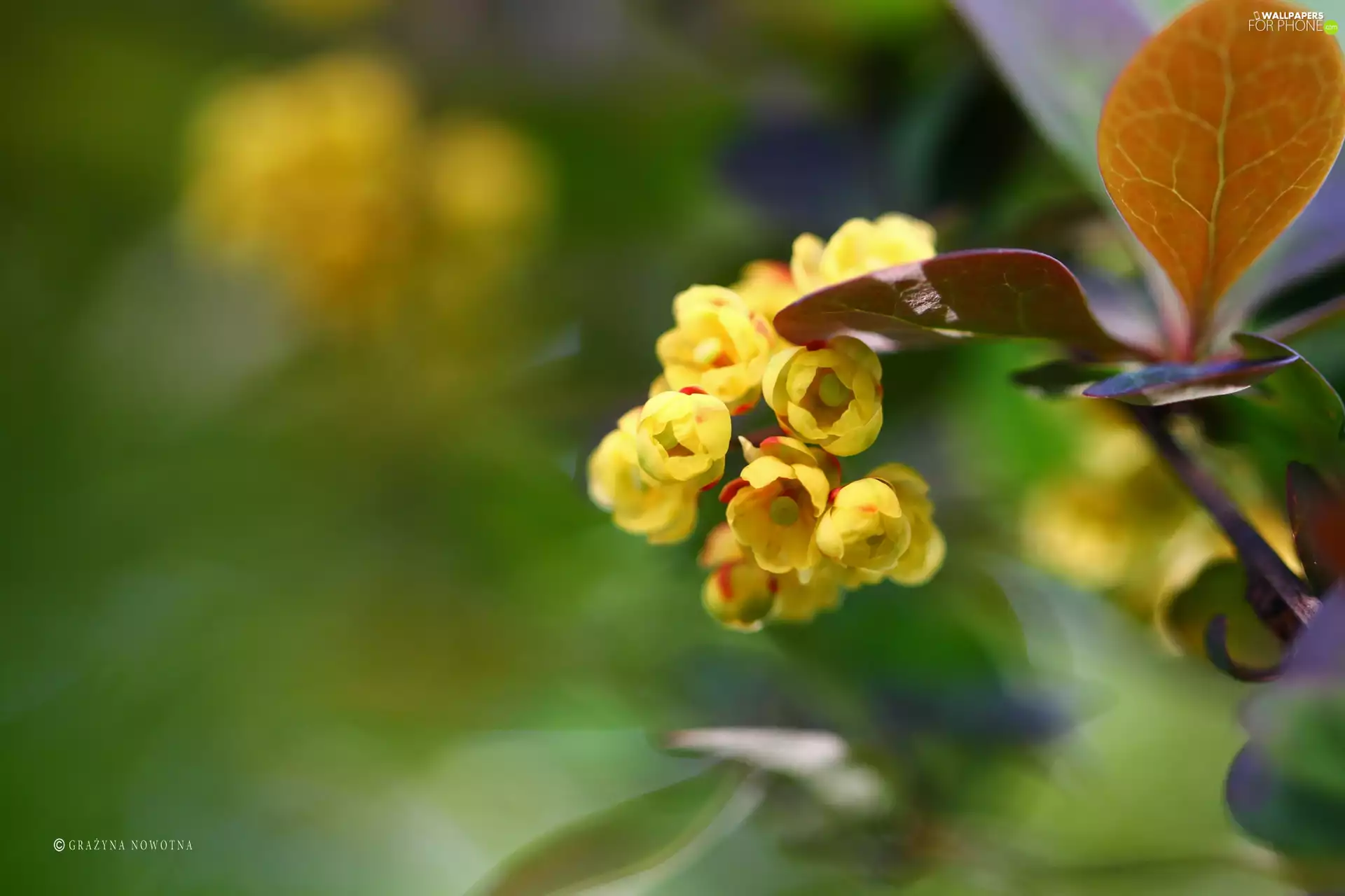 barberry, Yellow, Flowers, Bush