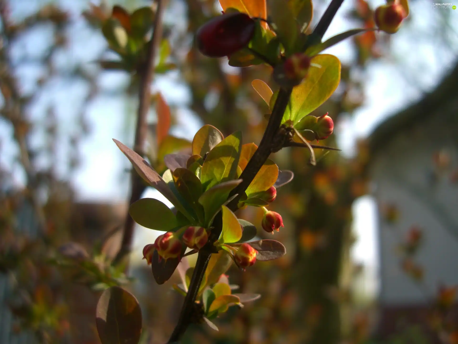barberry, Bush
