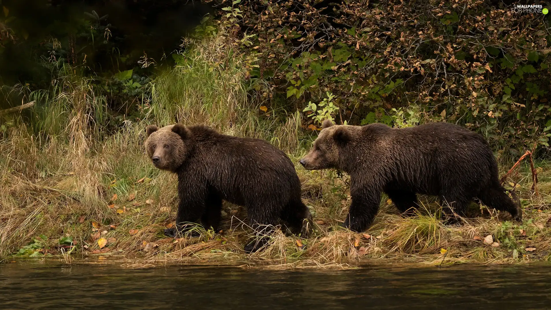 Two cars, grass, Bush, Brown Bears