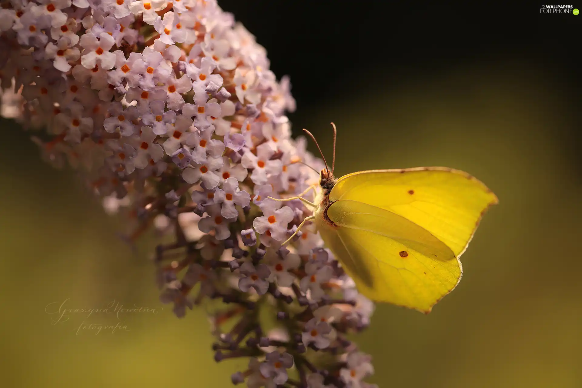 butterfly bush, butterfly, Gonepteryx rhamni