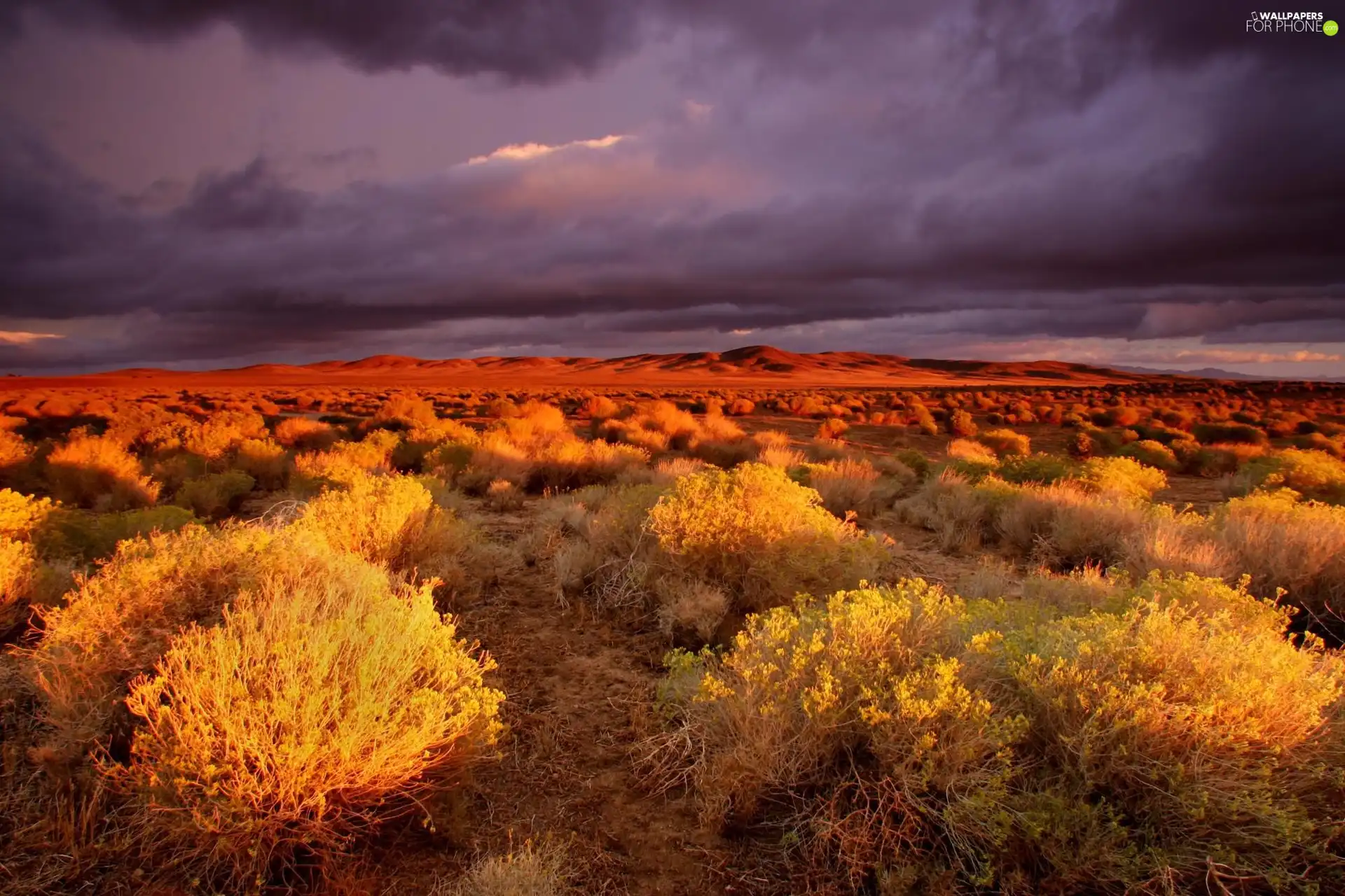 canyon, twilight, Bush, steppe