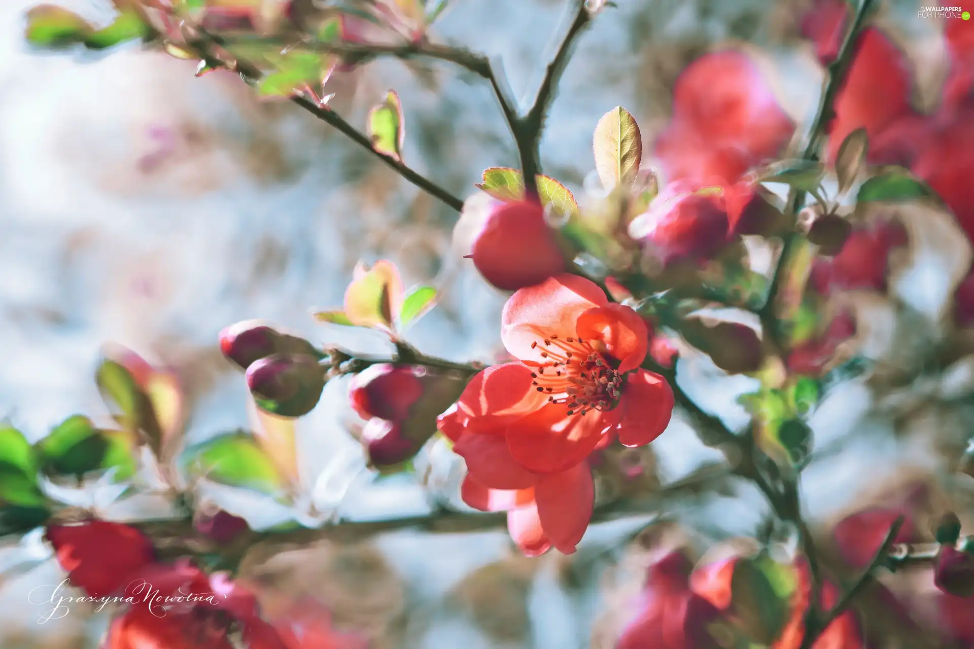Chaenomeles, Flowers, Bush, Red