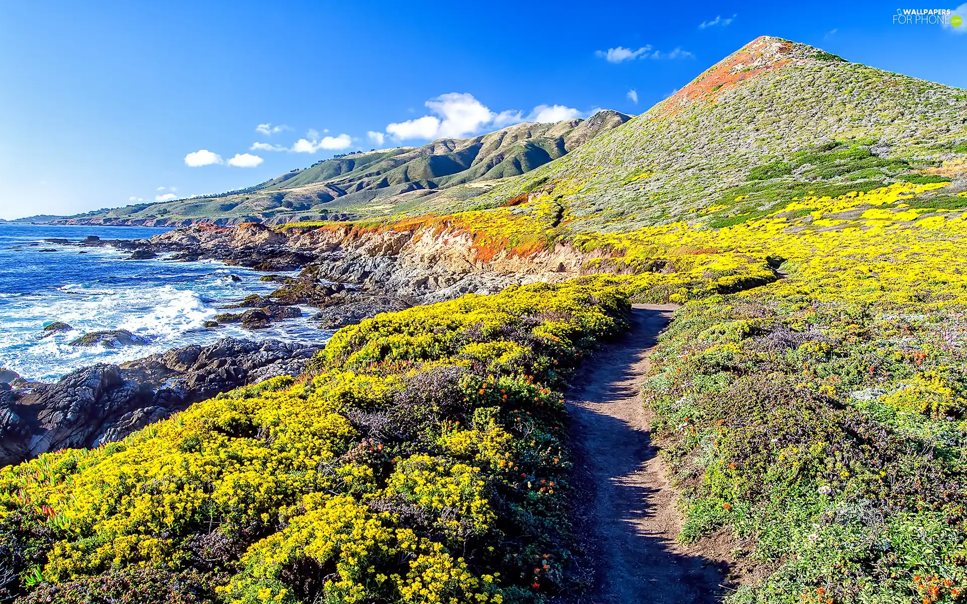 Coast, Mountains, Bush, sea