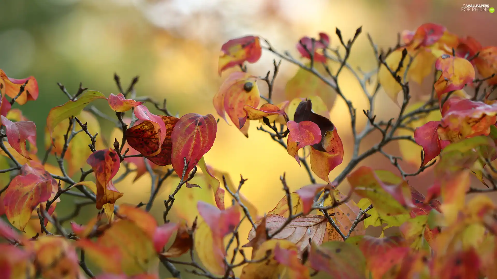 color, Twigs, Bush, Leaf
