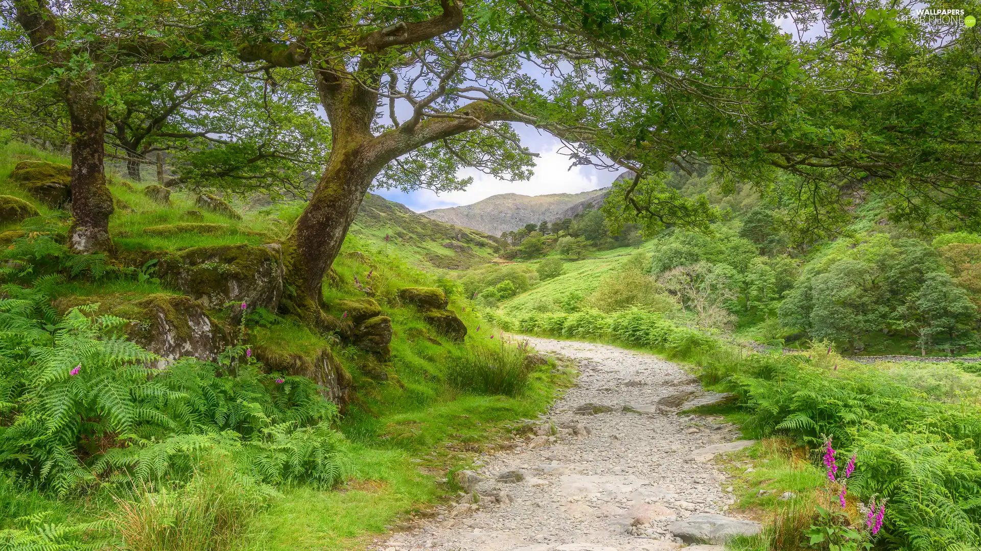 trees, viewes, Fern, Flowers, Stones, Way, Mountains, Bush