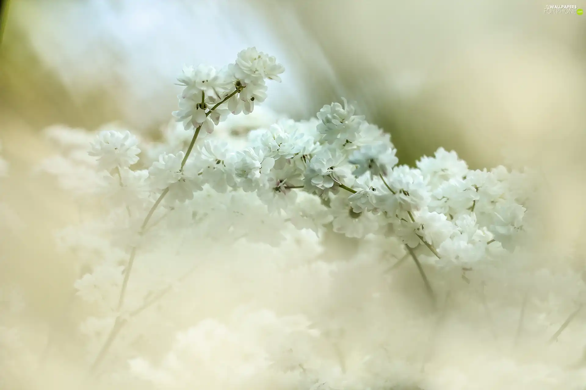 Bush, White, Flowers