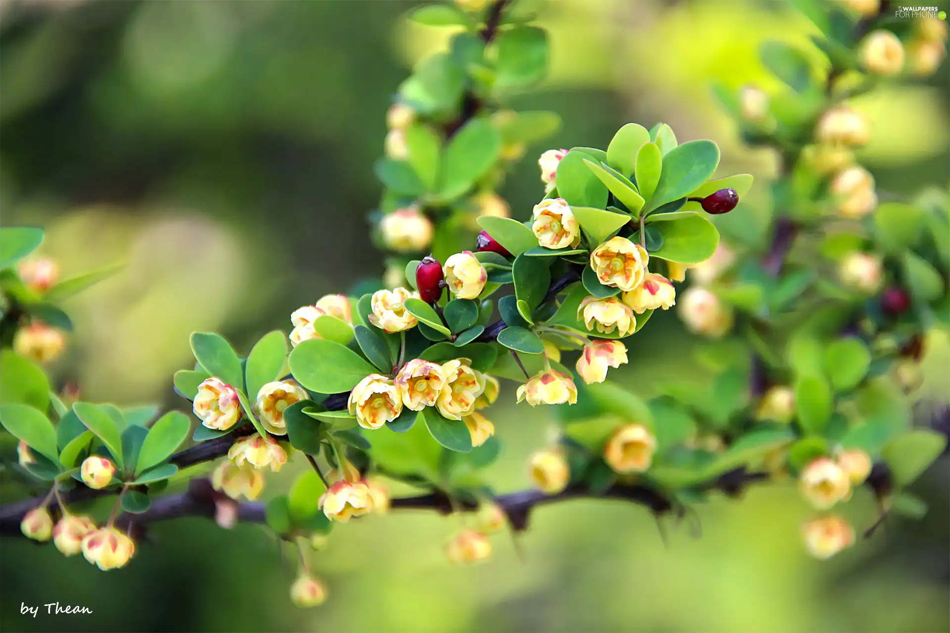 Bush, Yellow, flowers