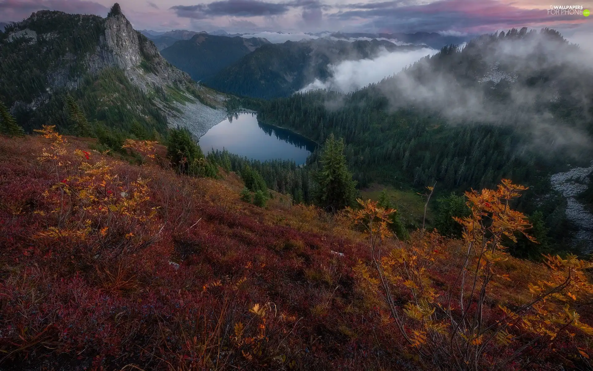 forest, trees, Fog, viewes, autumn, lake, Mountains, Bush