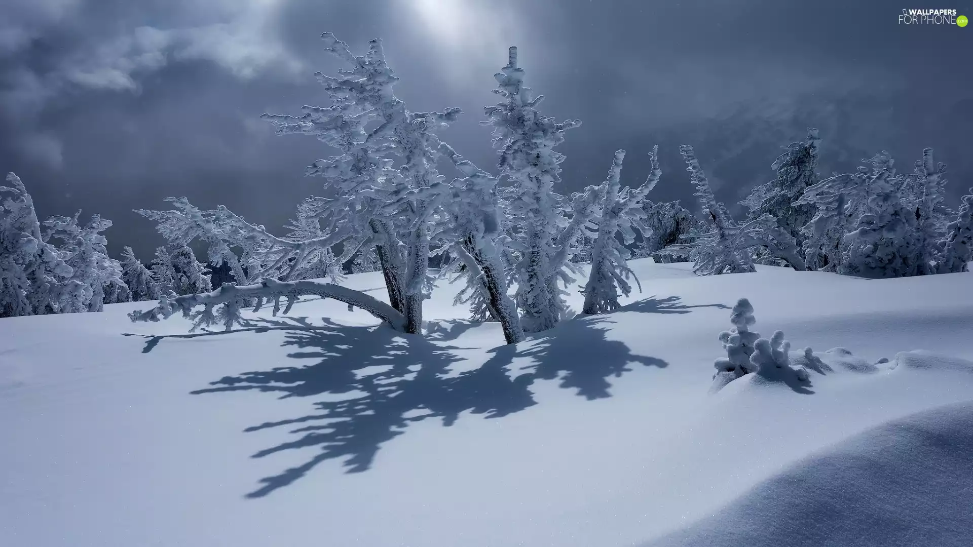 Snowy, winter, viewes, Bush, trees, snow