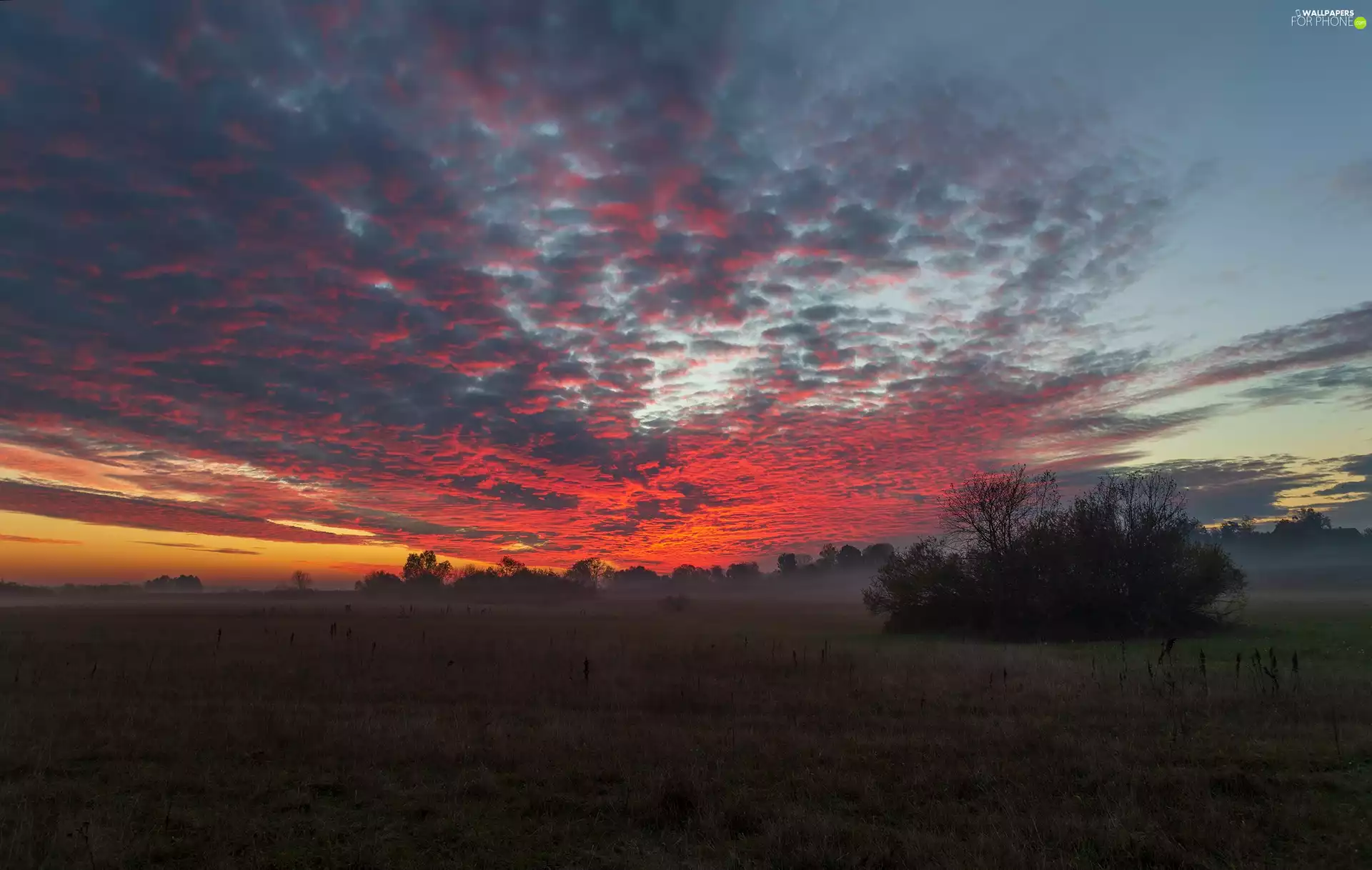 viewes, Bush, Sunrise, trees, medows