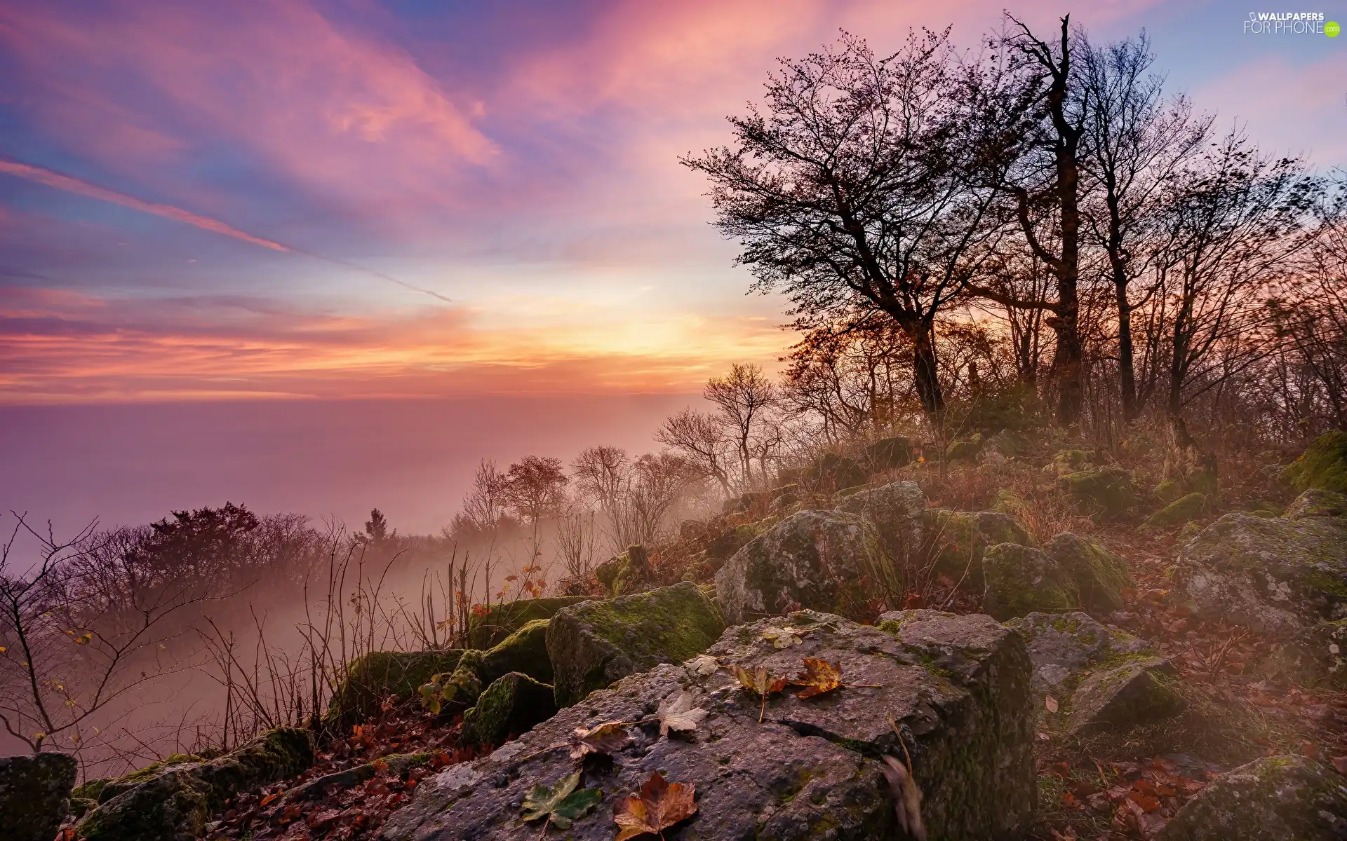 trees, viewes, Sunrise, Fog, morning, Stones, Hill, Bush