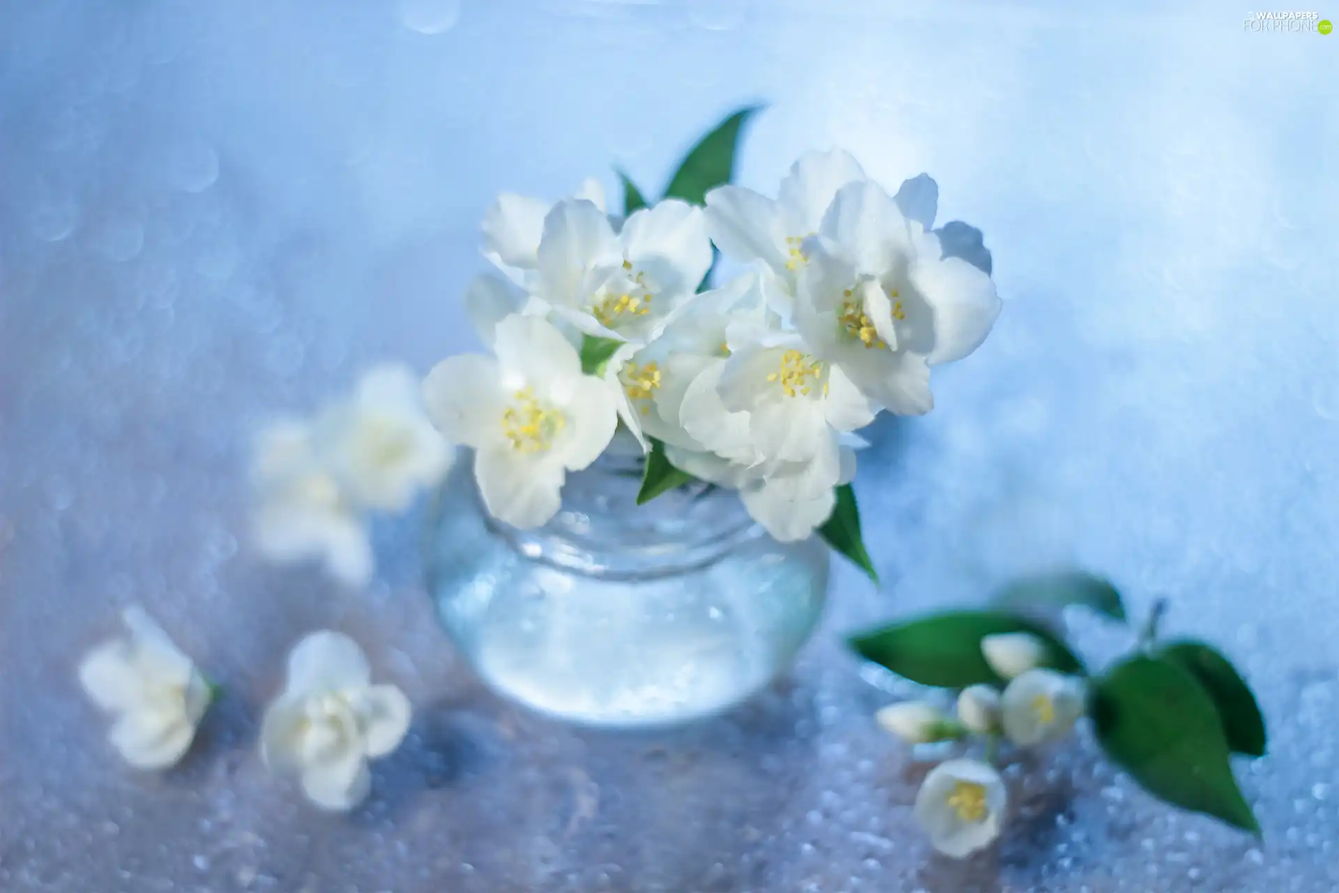 White, decoration, Bush, vase, Flowers, jasmine