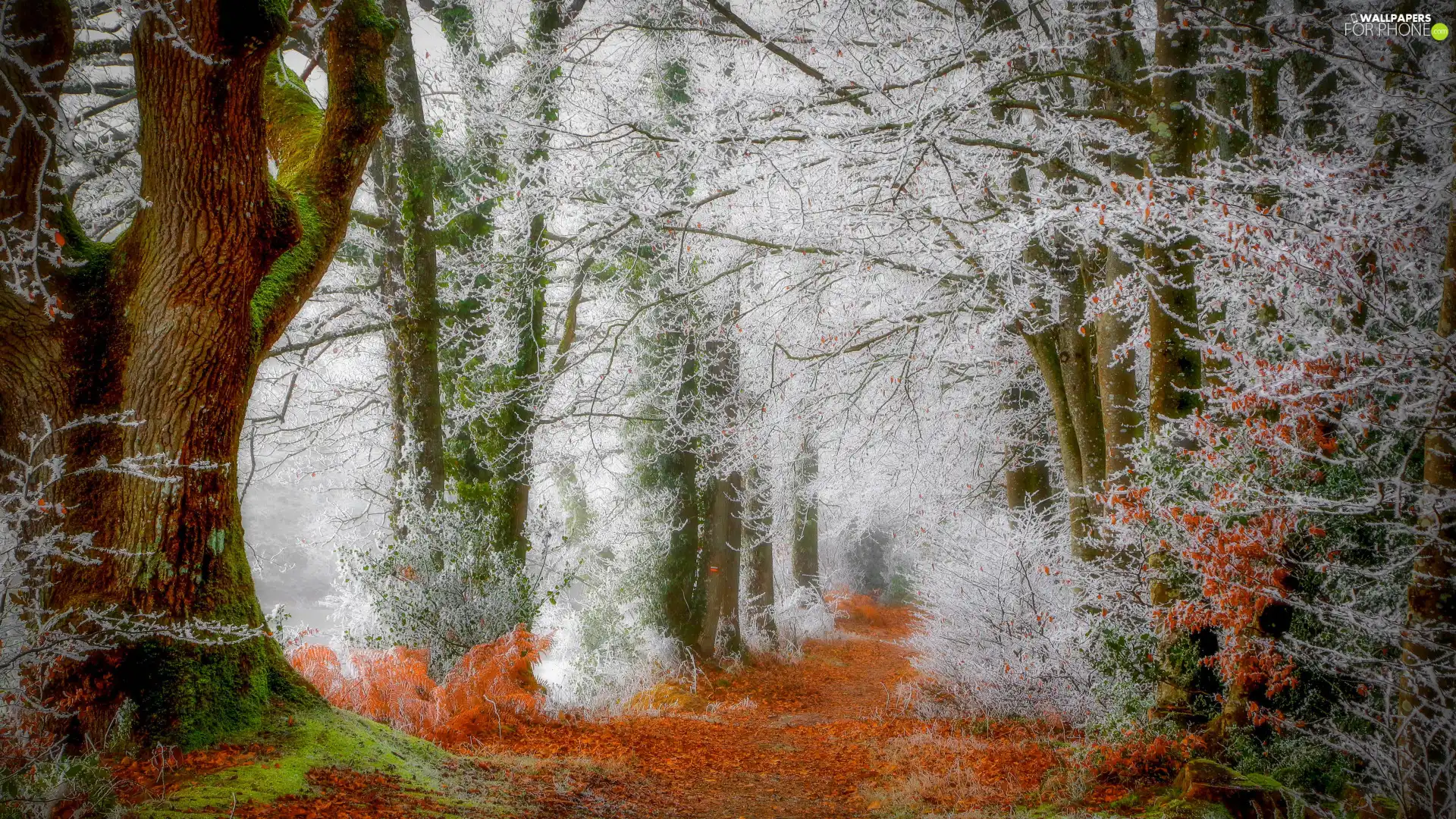 forest, frosty, viewes, color, trees, Way, Frost, Bush
