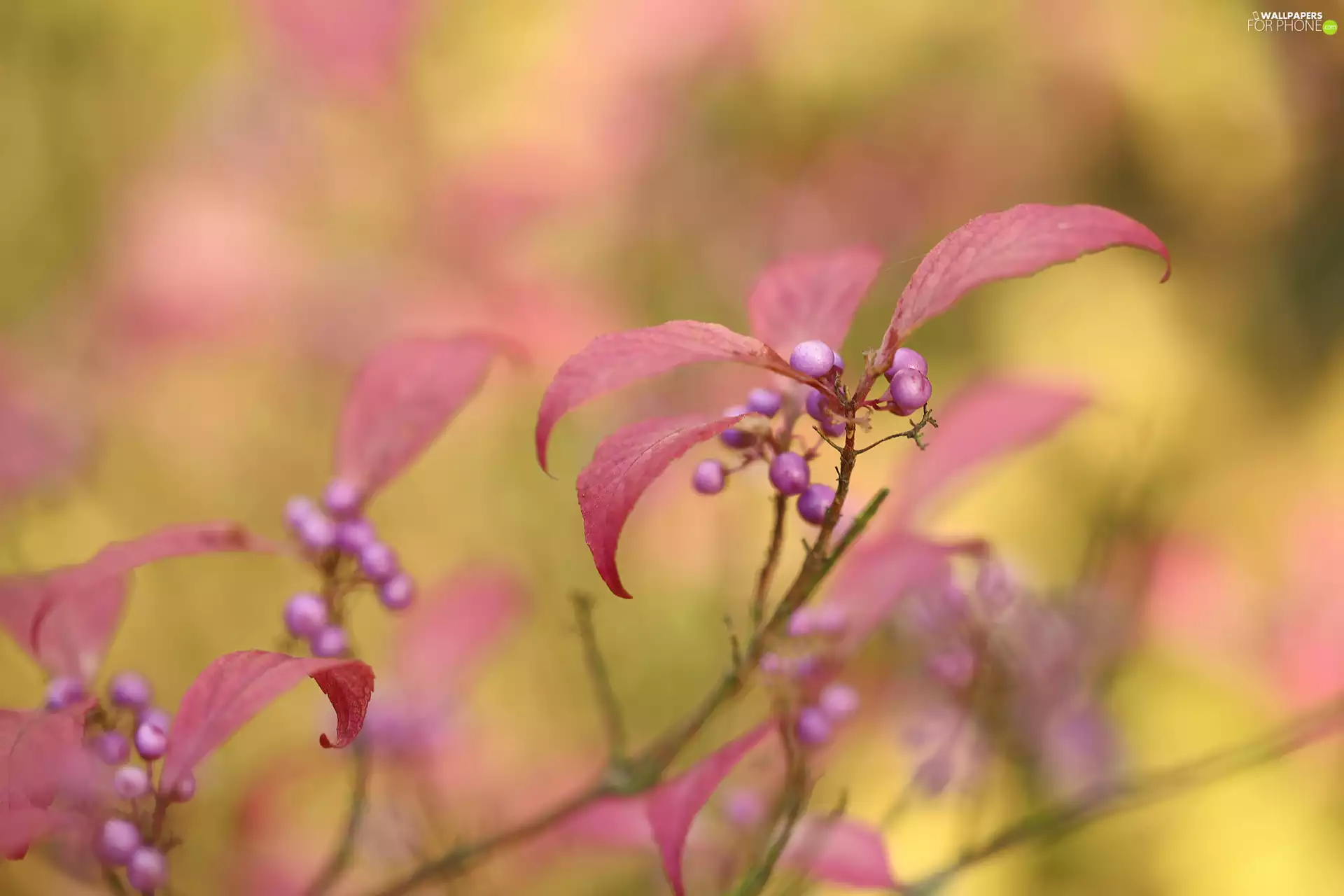 Bush, Bodinieri, Violet