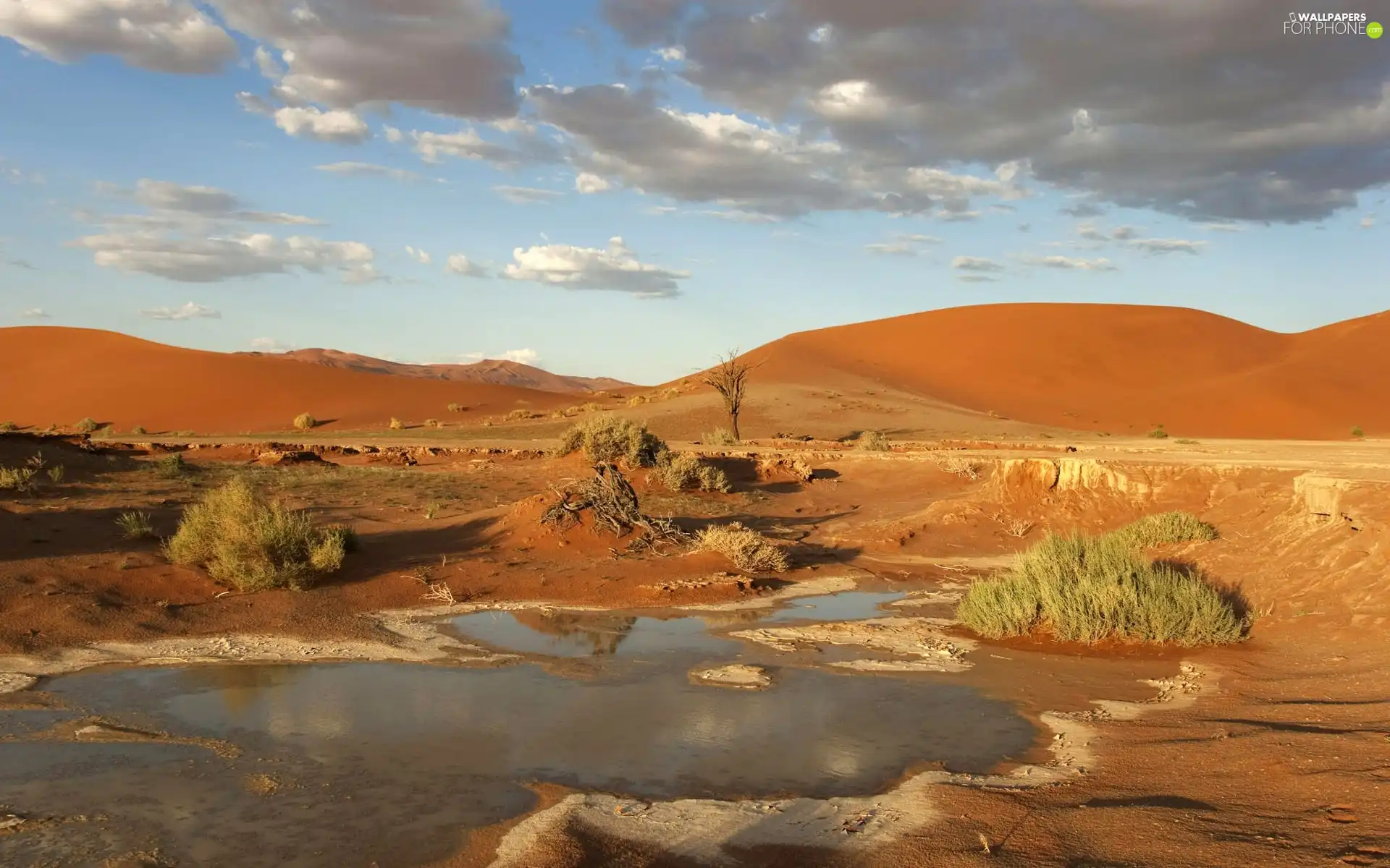 Bush, Desert, water