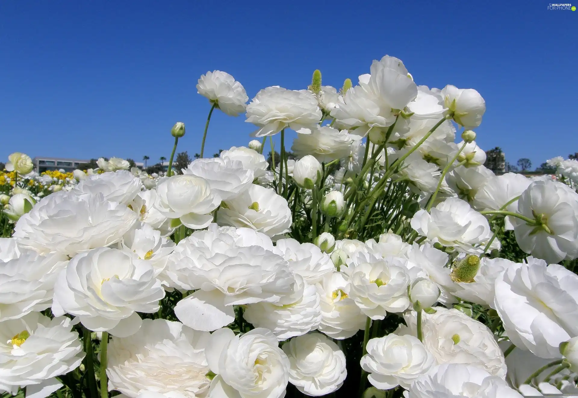 buttercup, ranunculus, asiatic