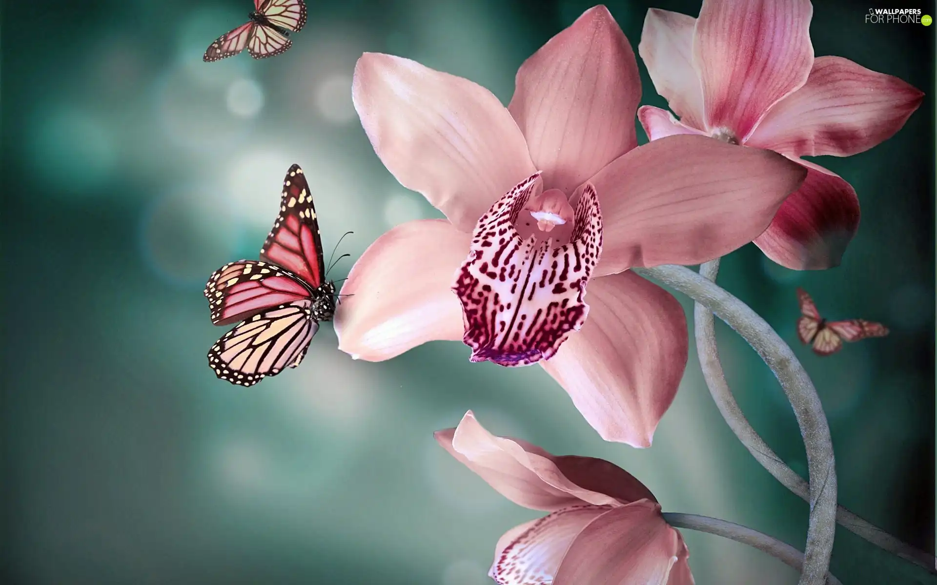 butterflies, Pink, orchid