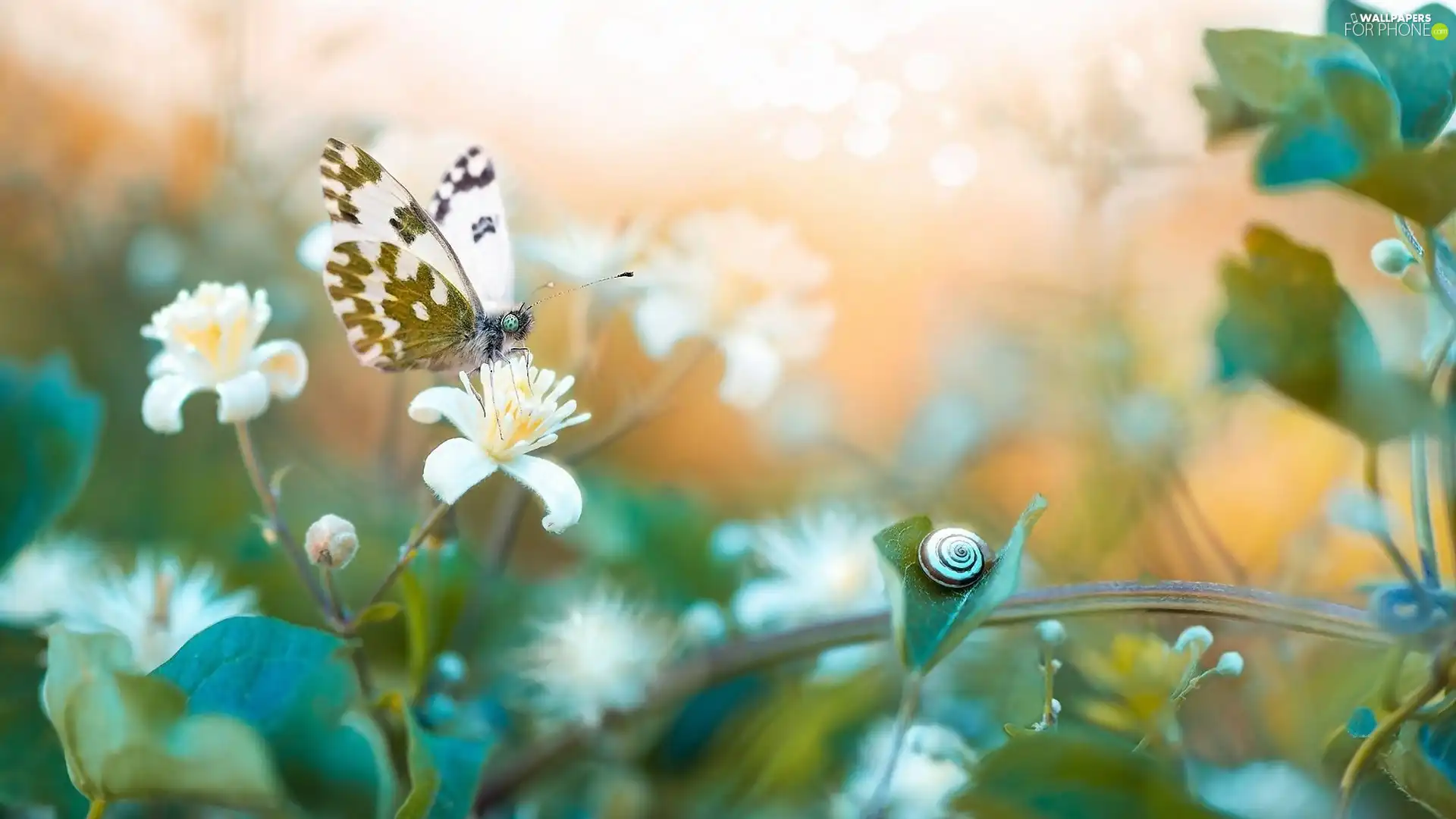 snail, blurry background, butterfly, Bielinek Rukiewnik, Flowers