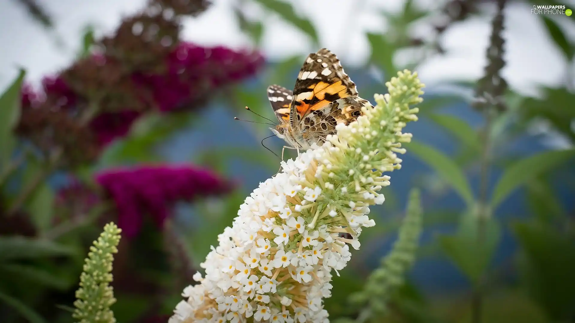 Colourfull Flowers, butterfly bush, Mermaid Admiral, White, butterfly