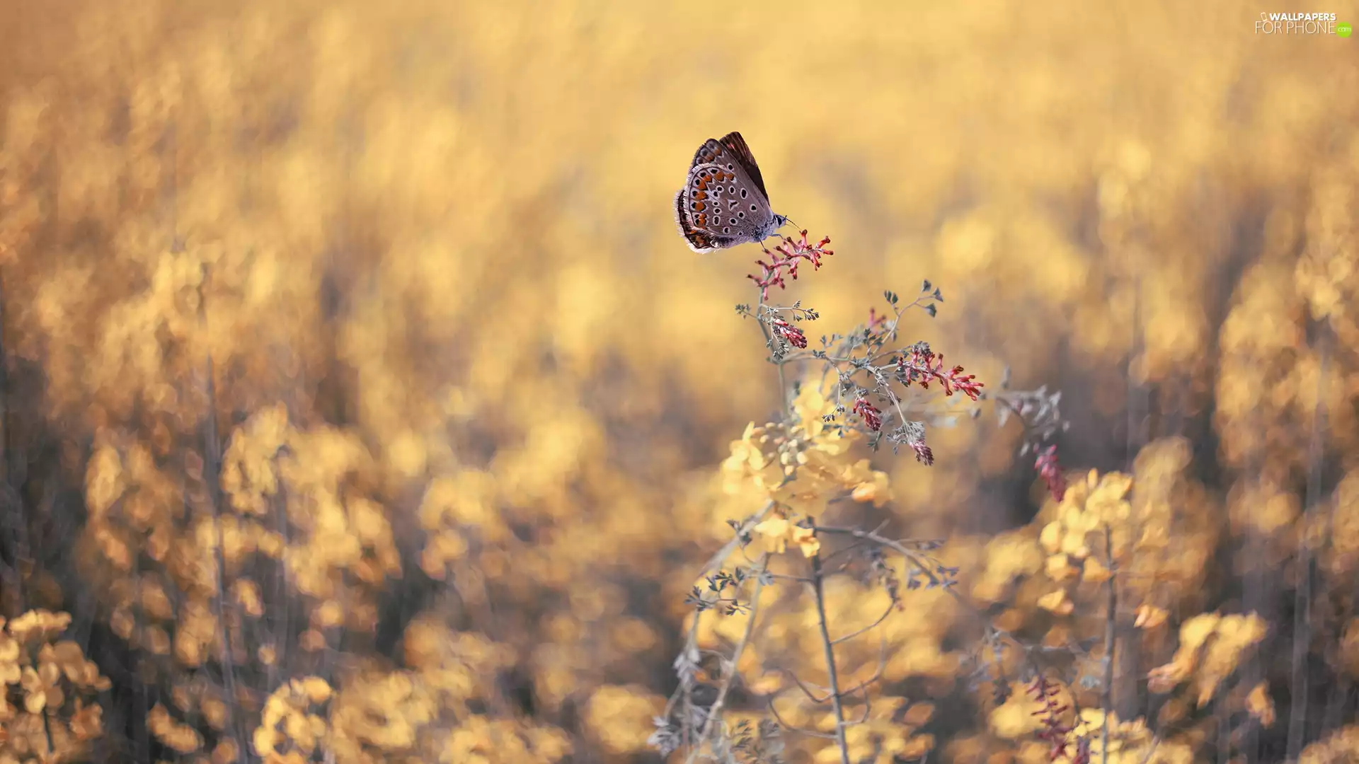 Dusky Icarus, plant, butterfly