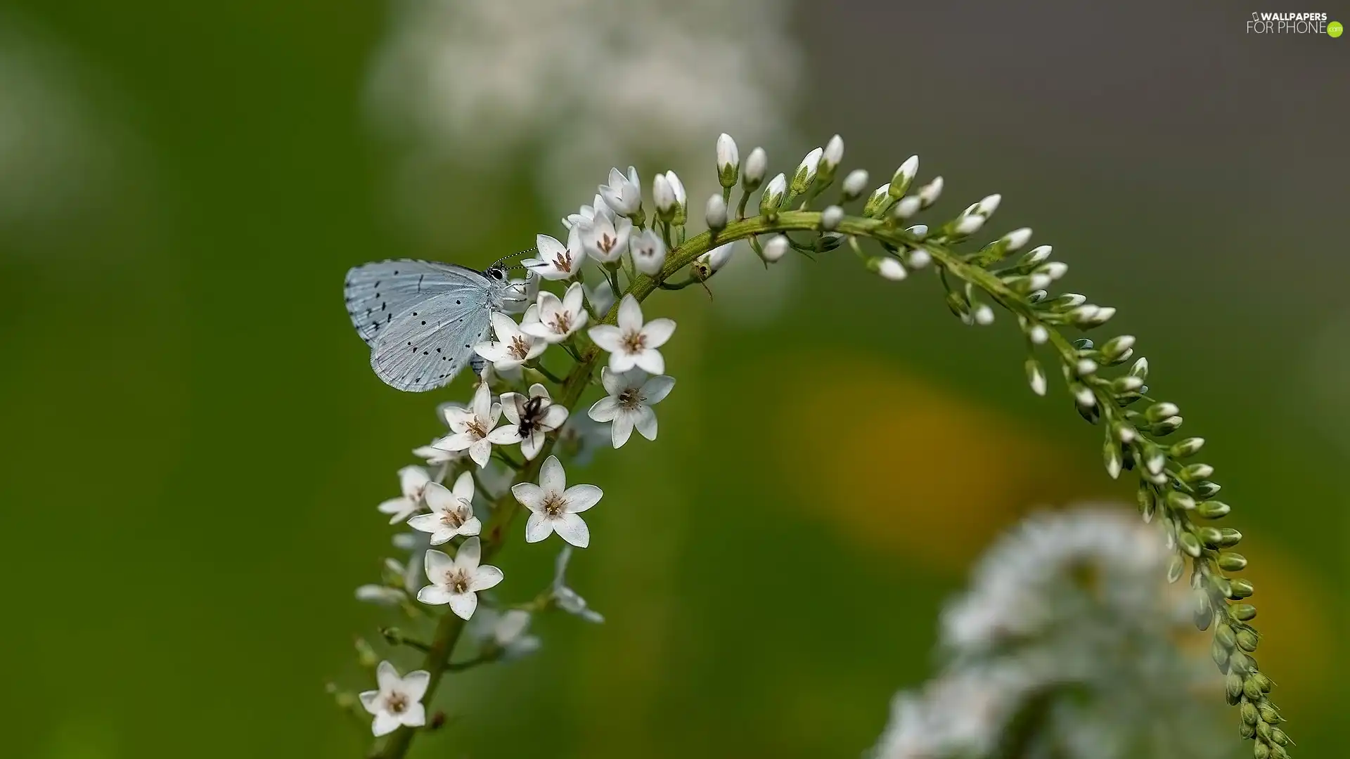 Holly Blue, Flowers, butterfly