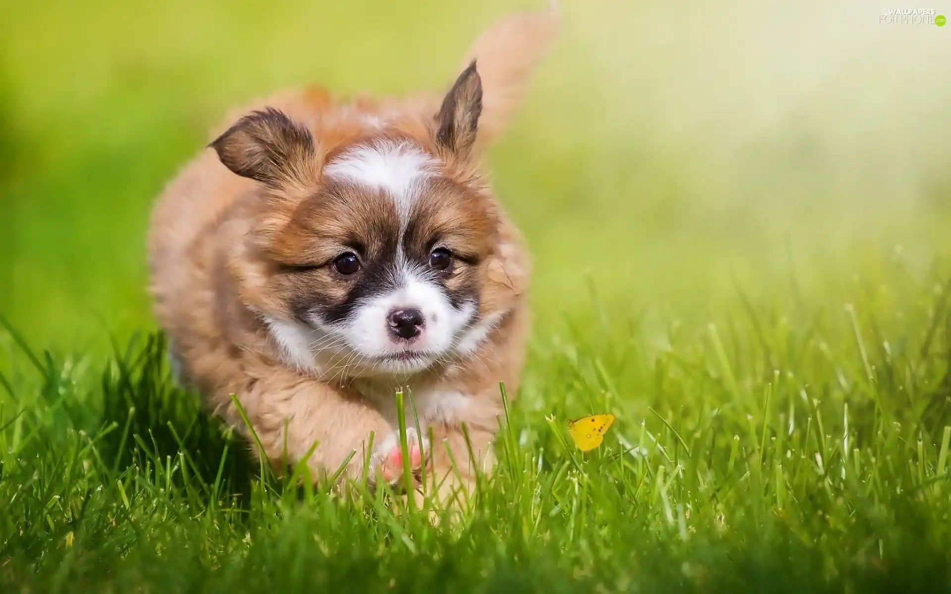 honeyed, grass, butterfly, puppie