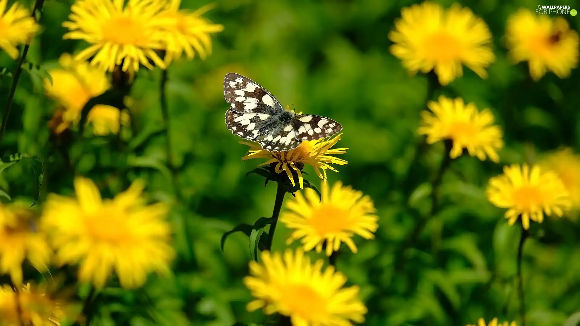Yellow, butterfly, marbled chessboard, Flowers