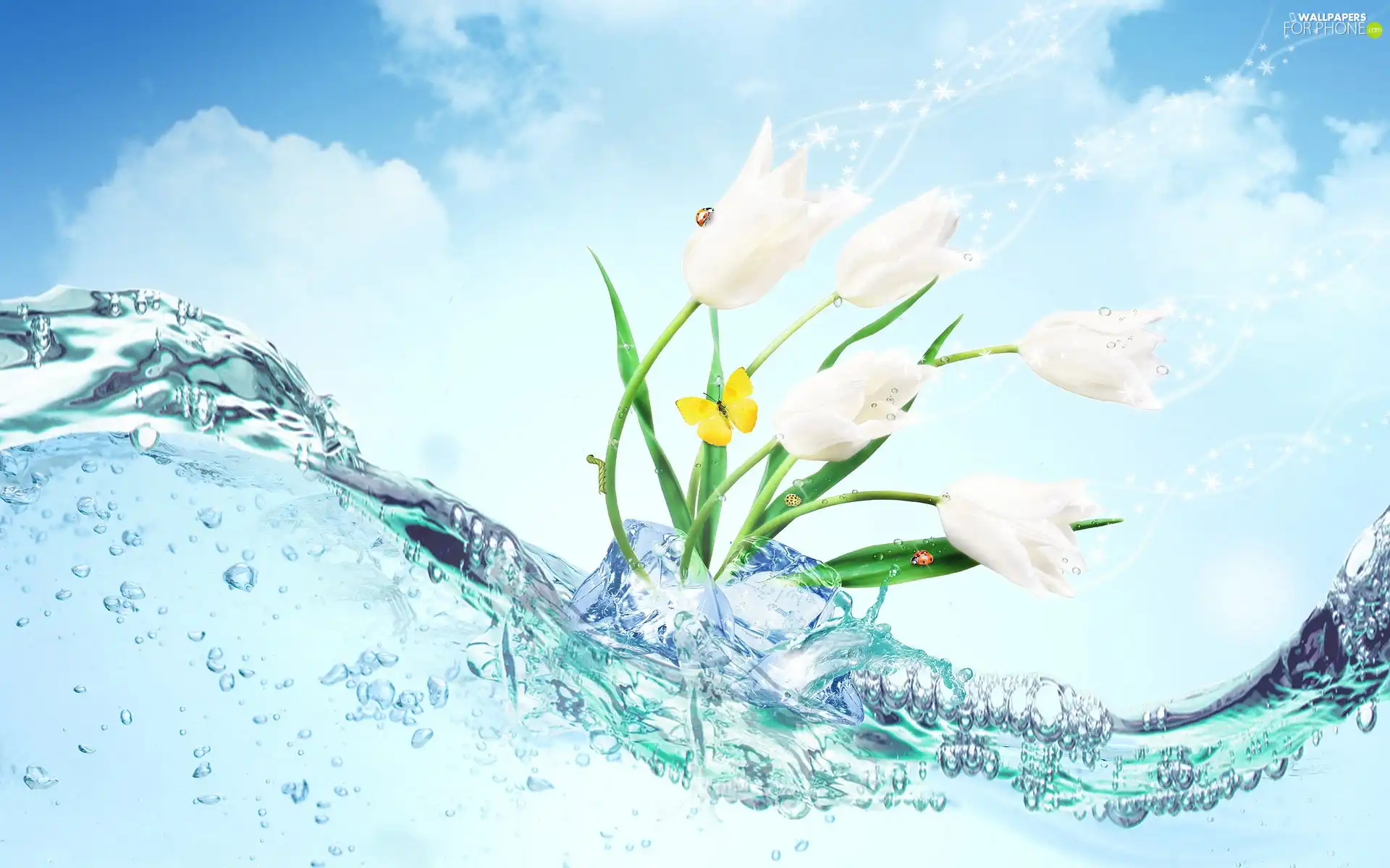 butterfly, Flowers, water