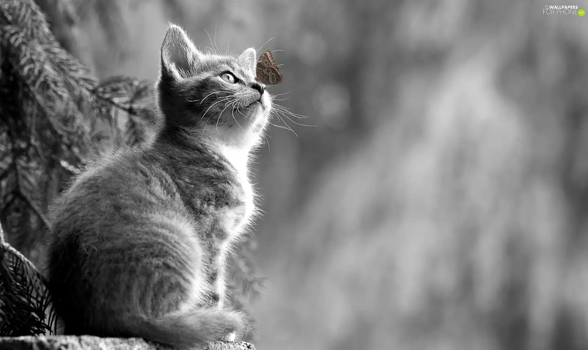 Black and white, butterfly, blurry background, kitten