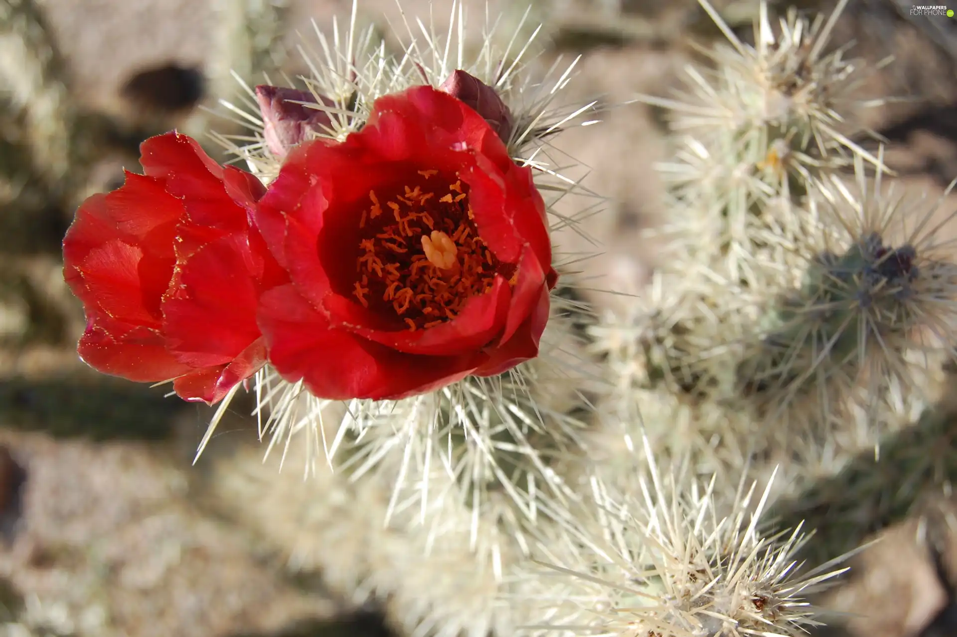 flower, Cactus