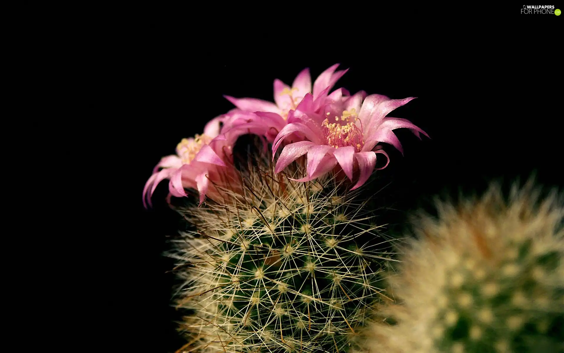 flower, Cactus
