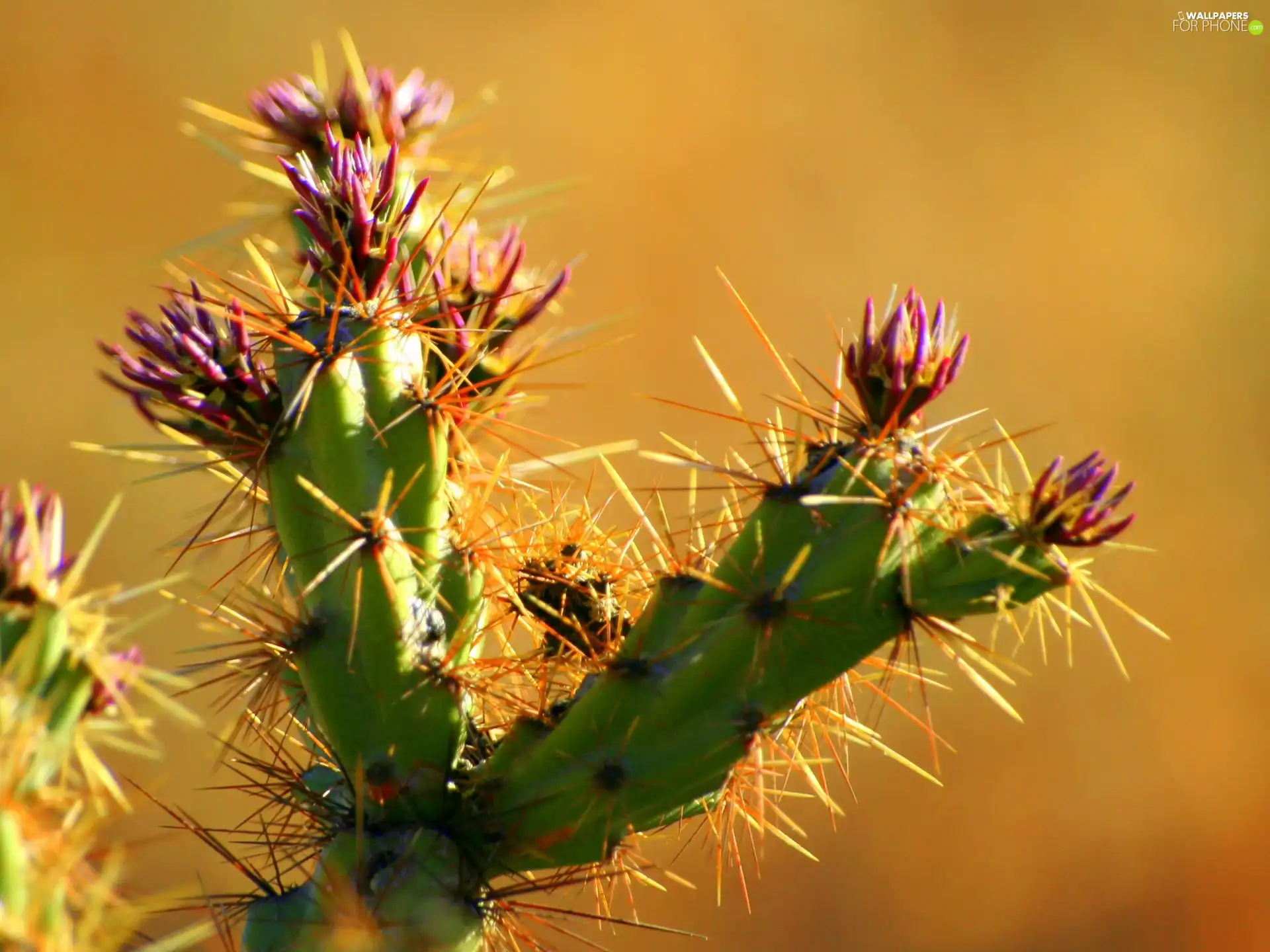 flower, Cactus