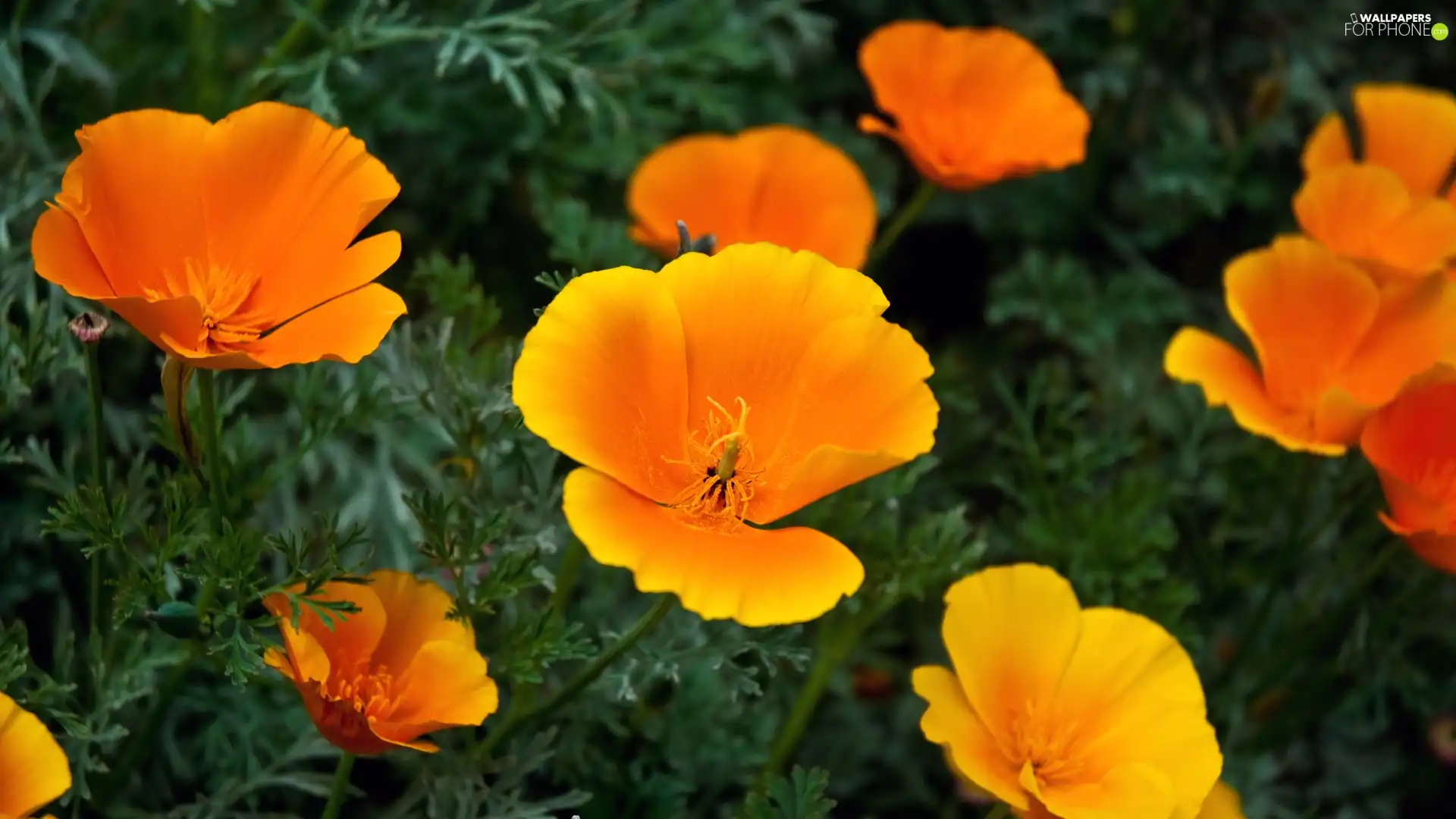 California poppy