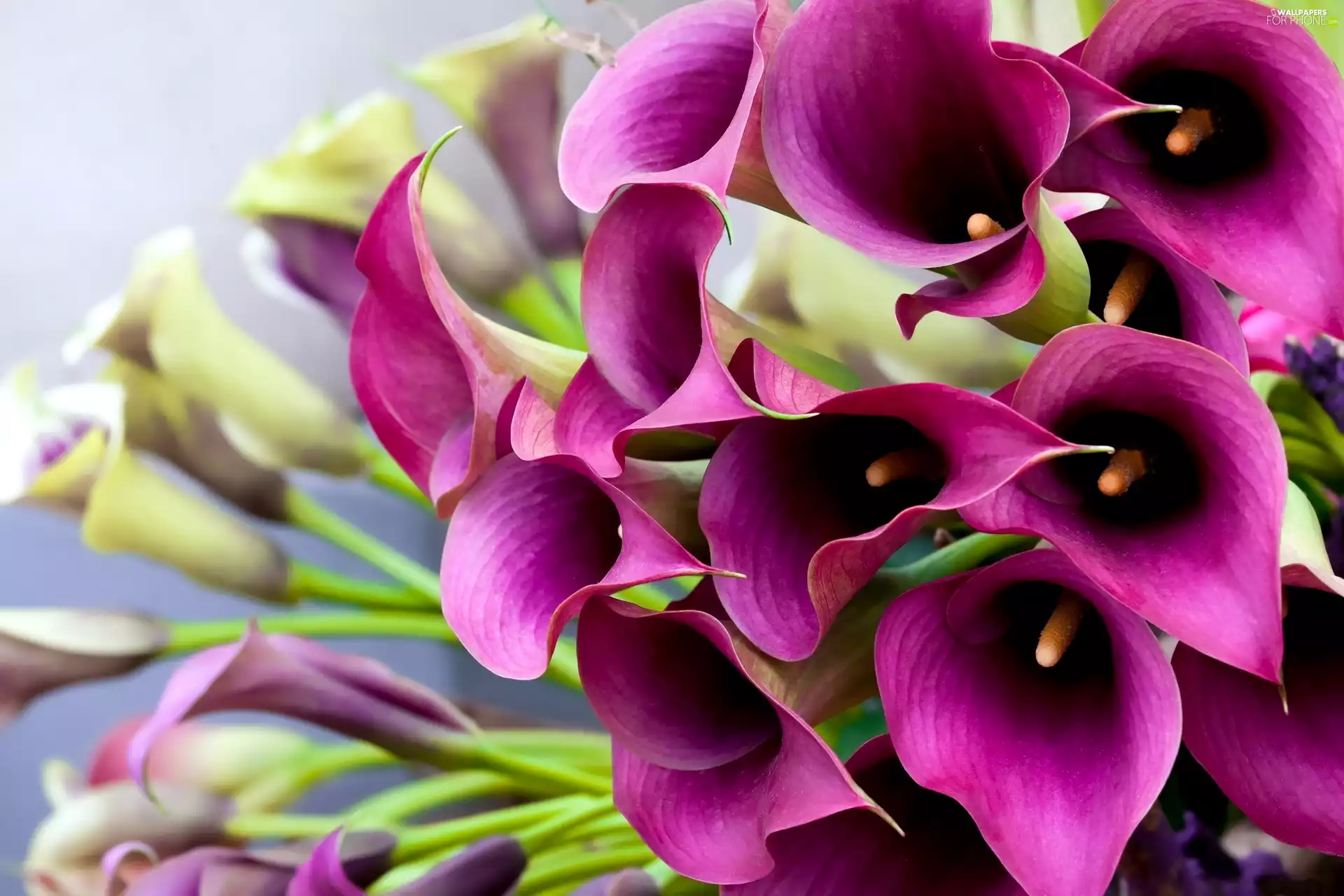 Calla, Flowers, claret