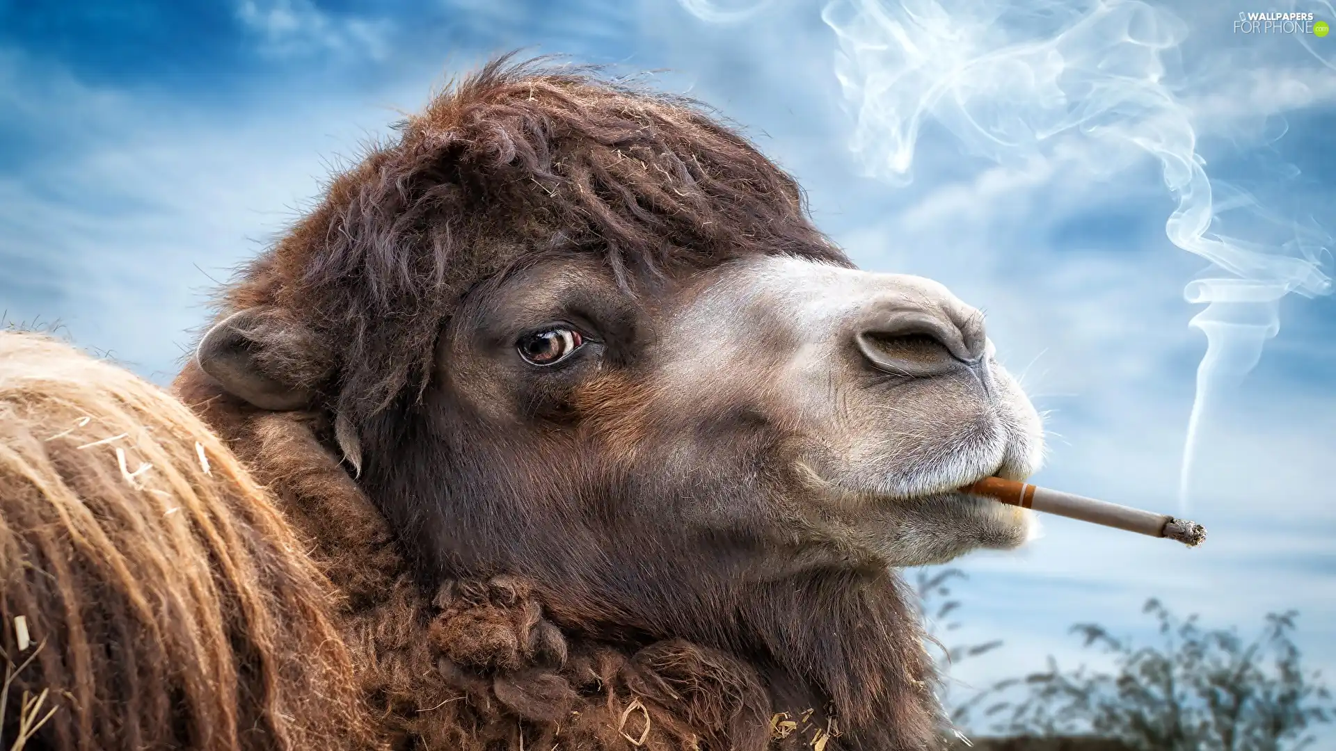 Funny, Cigarette, haze, Camel