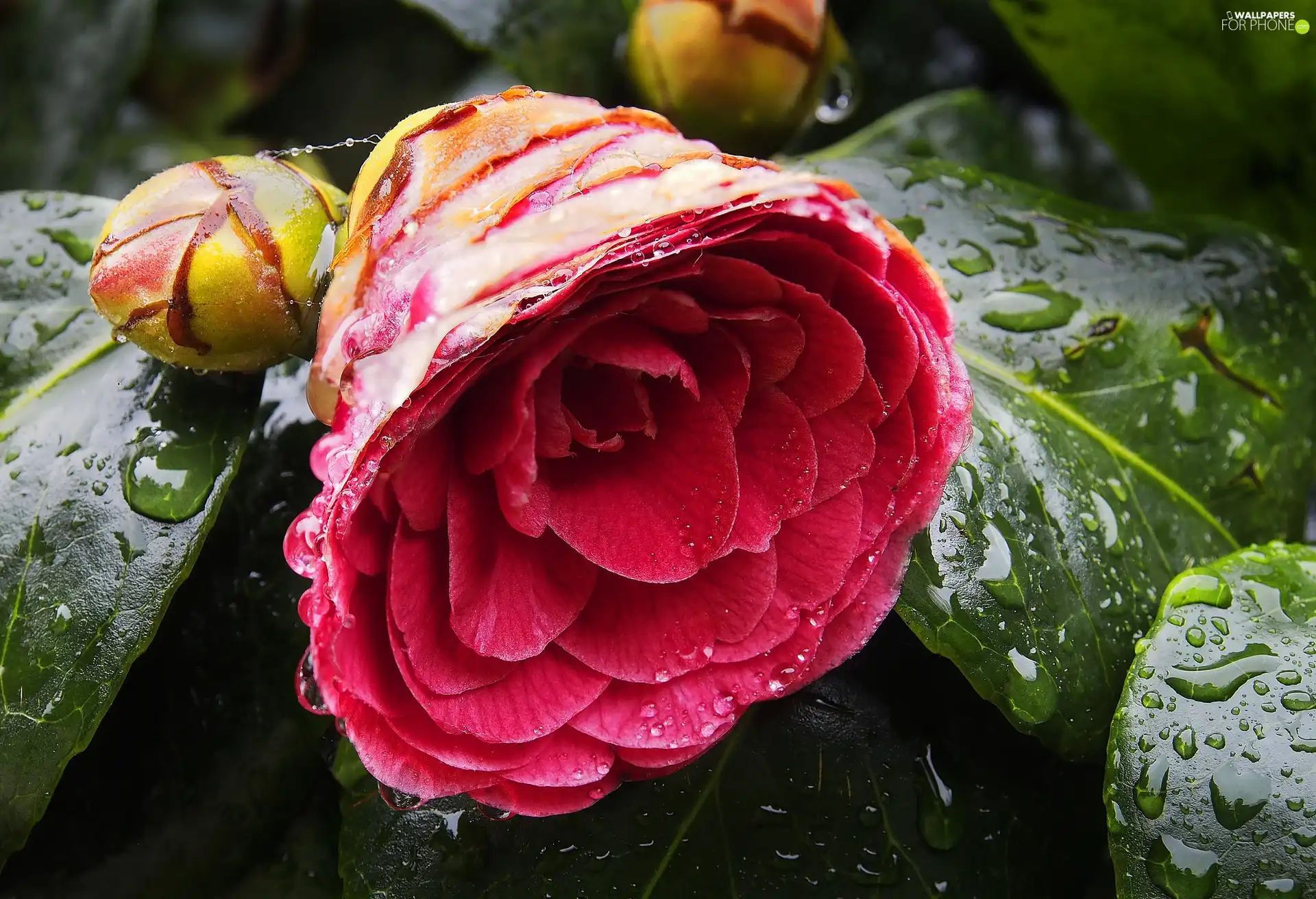 Doughnut, Colourfull Flowers, camellia