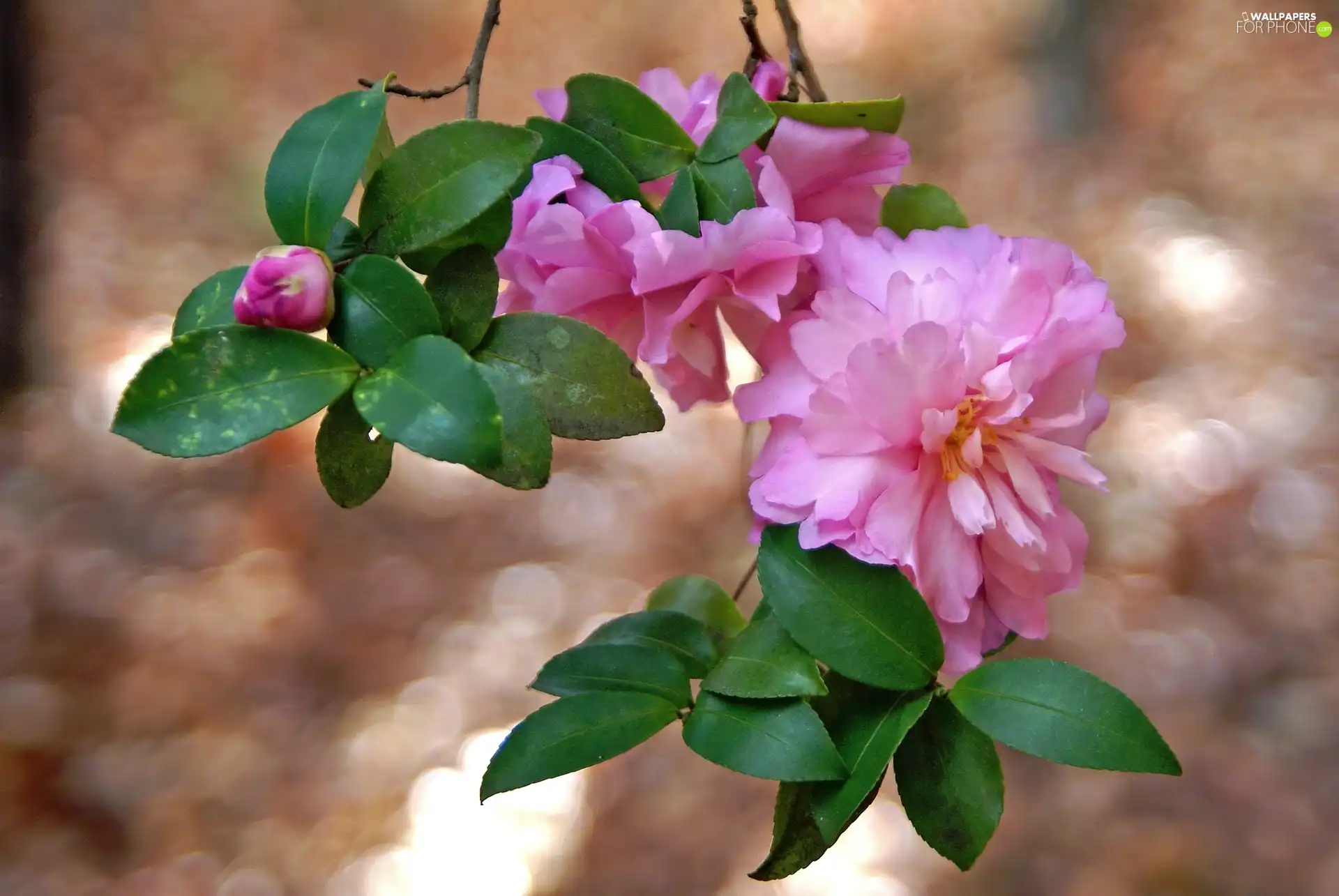 leaves, Colourfull Flowers, camellias